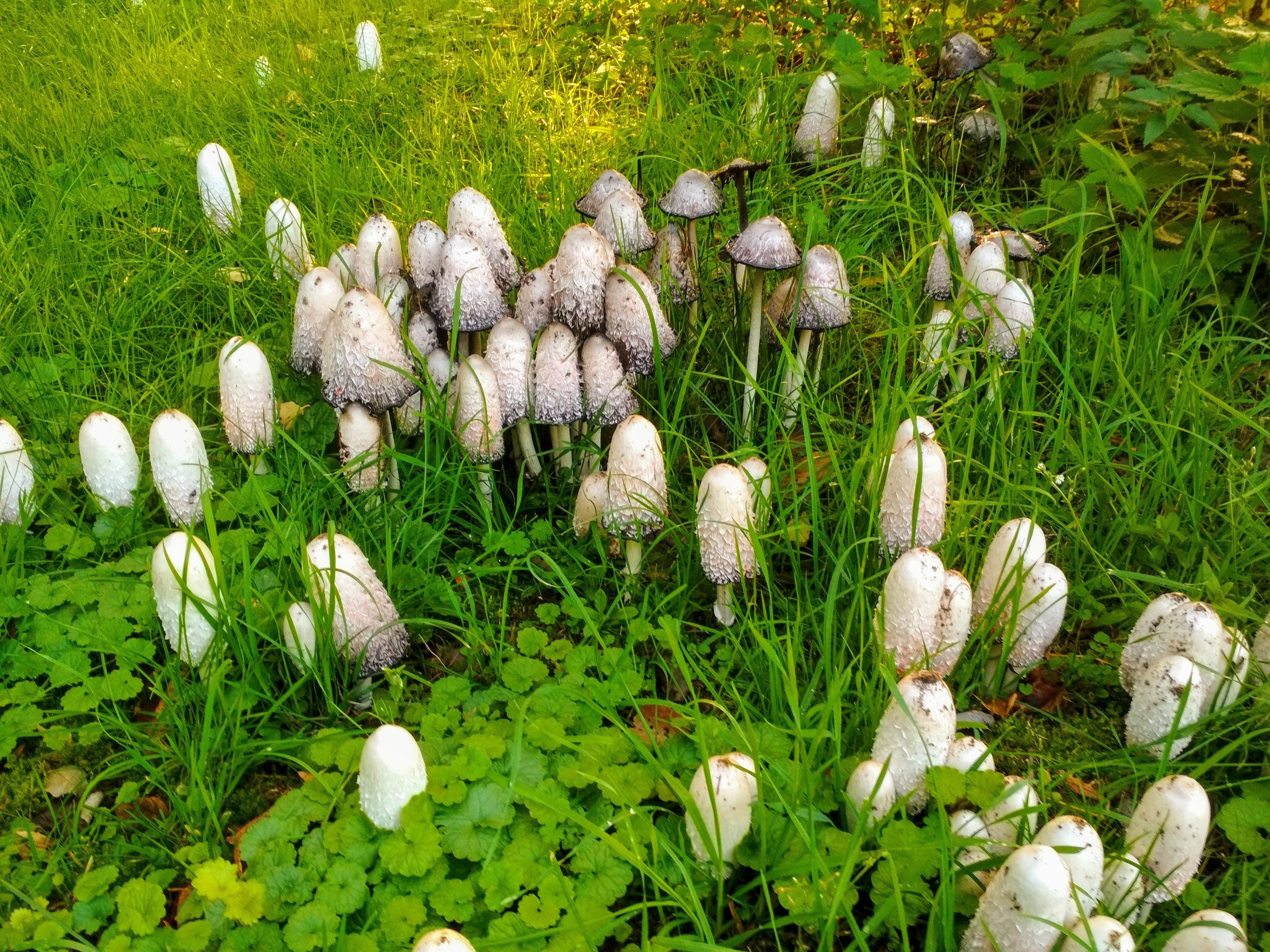 Pilzbeet im Garten: Im Handumdrehen massig Pilze ernten