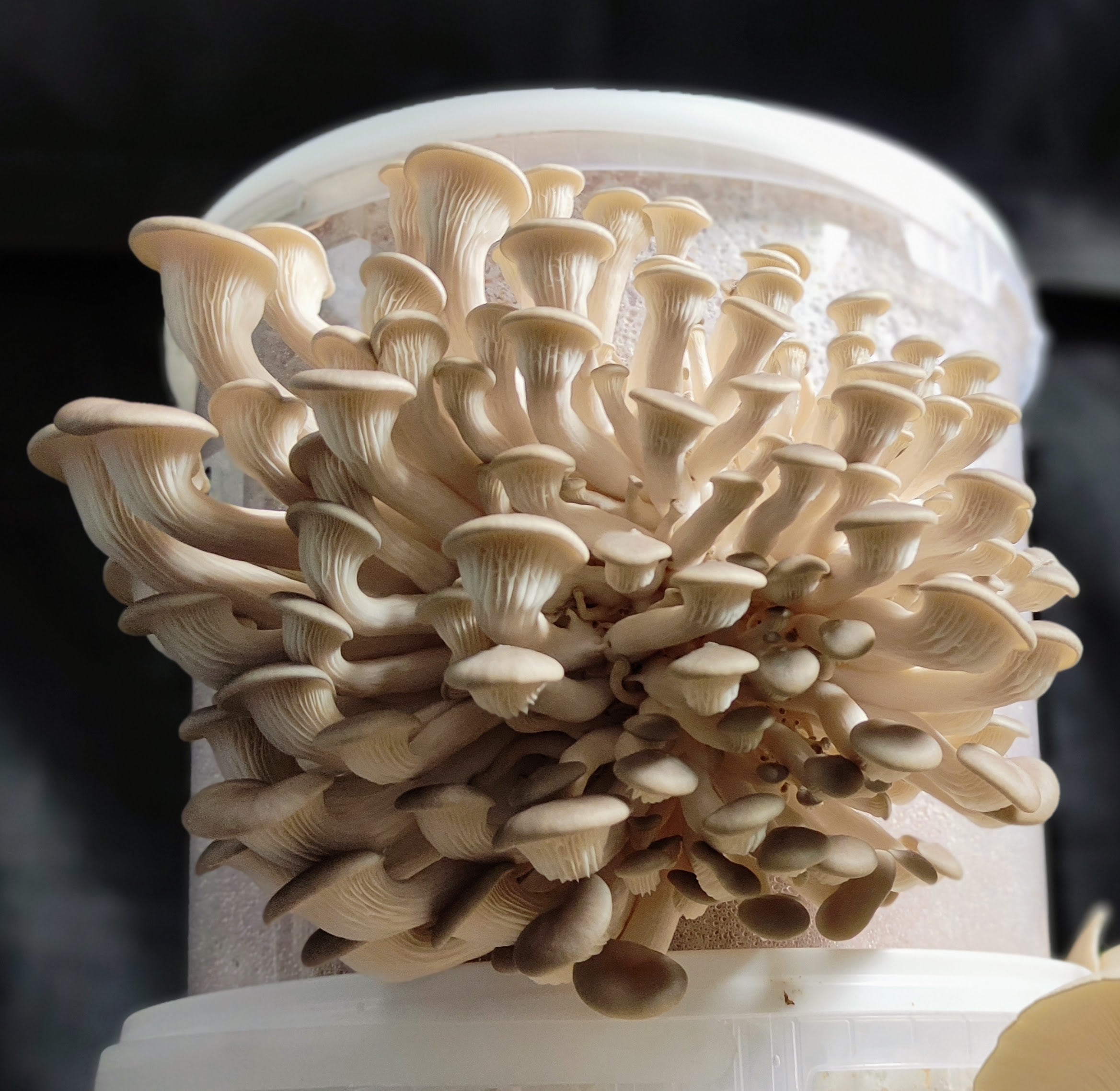 Austernpilze (Pleurotus) auf Strohpellets! Direkt in deine Küche! Frisch gewachsene Pilze in einer Zuchtbox.