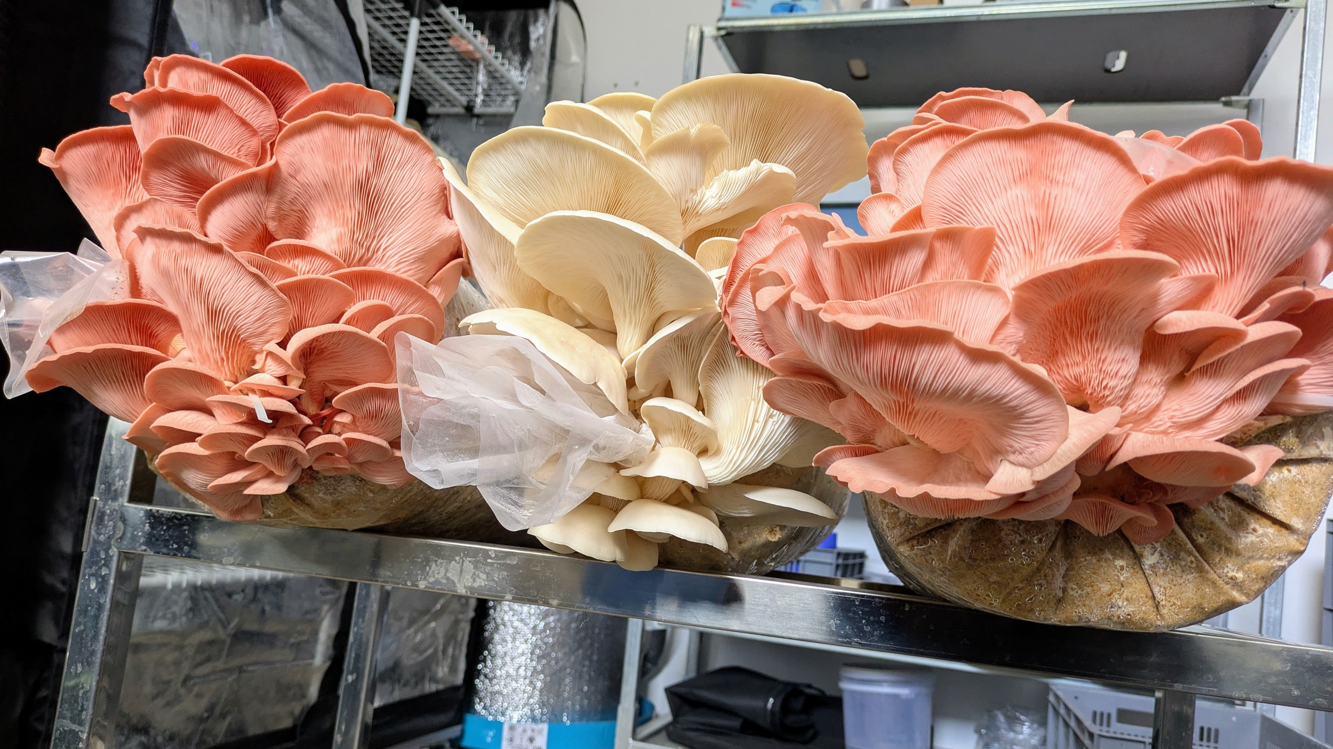 Fertigkulturen: Pilzzucht leicht gemacht!