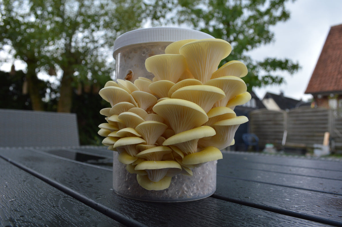 Genetik & Sterile Substrate – Gelbe Pilze wachsen aus einem Behälter auf einem Tisch im Freien.