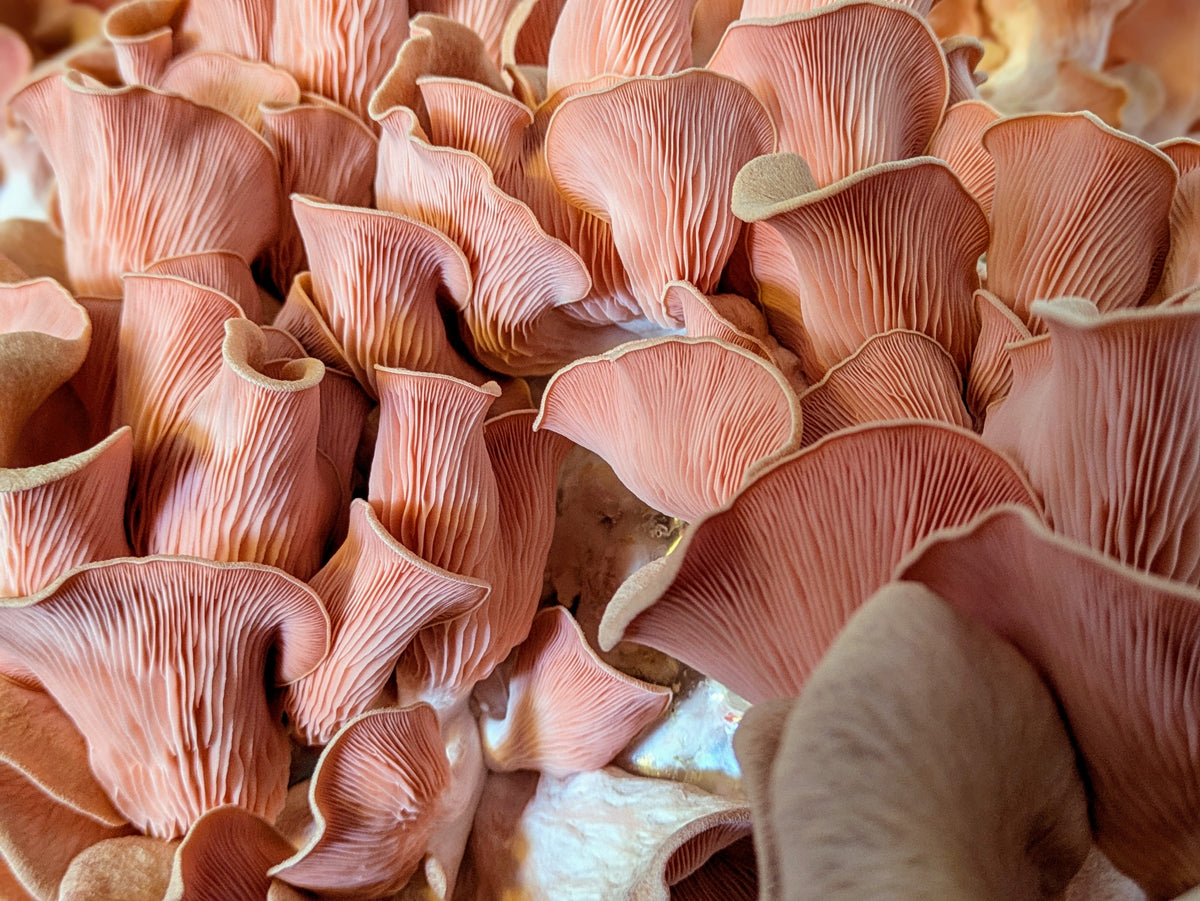 Rosenseitling - Pleurotus djamor MG1405