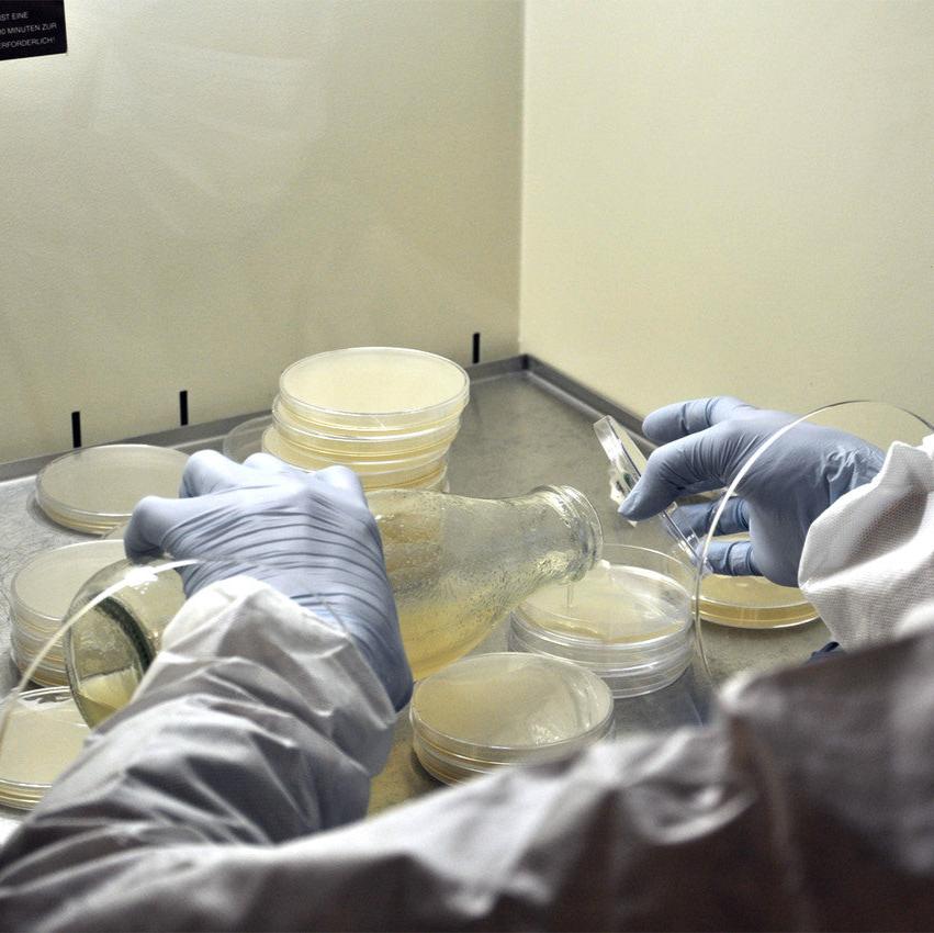 Malzextrakt-Agar - Nährboden in Petrischalen 90x14 (mm)