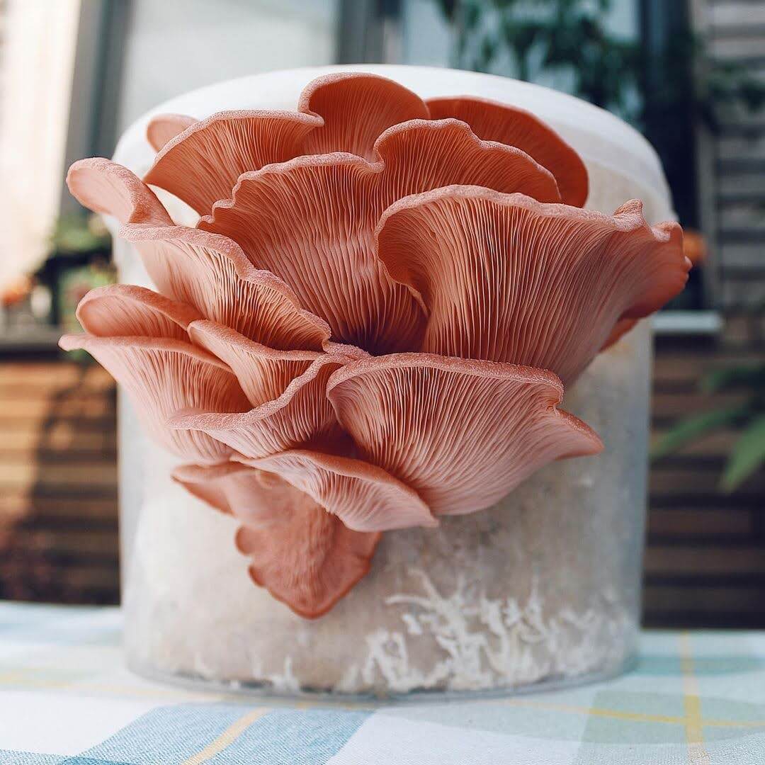 Nachfüllset - DIY Pilzzuchtset Pleurotus djamor