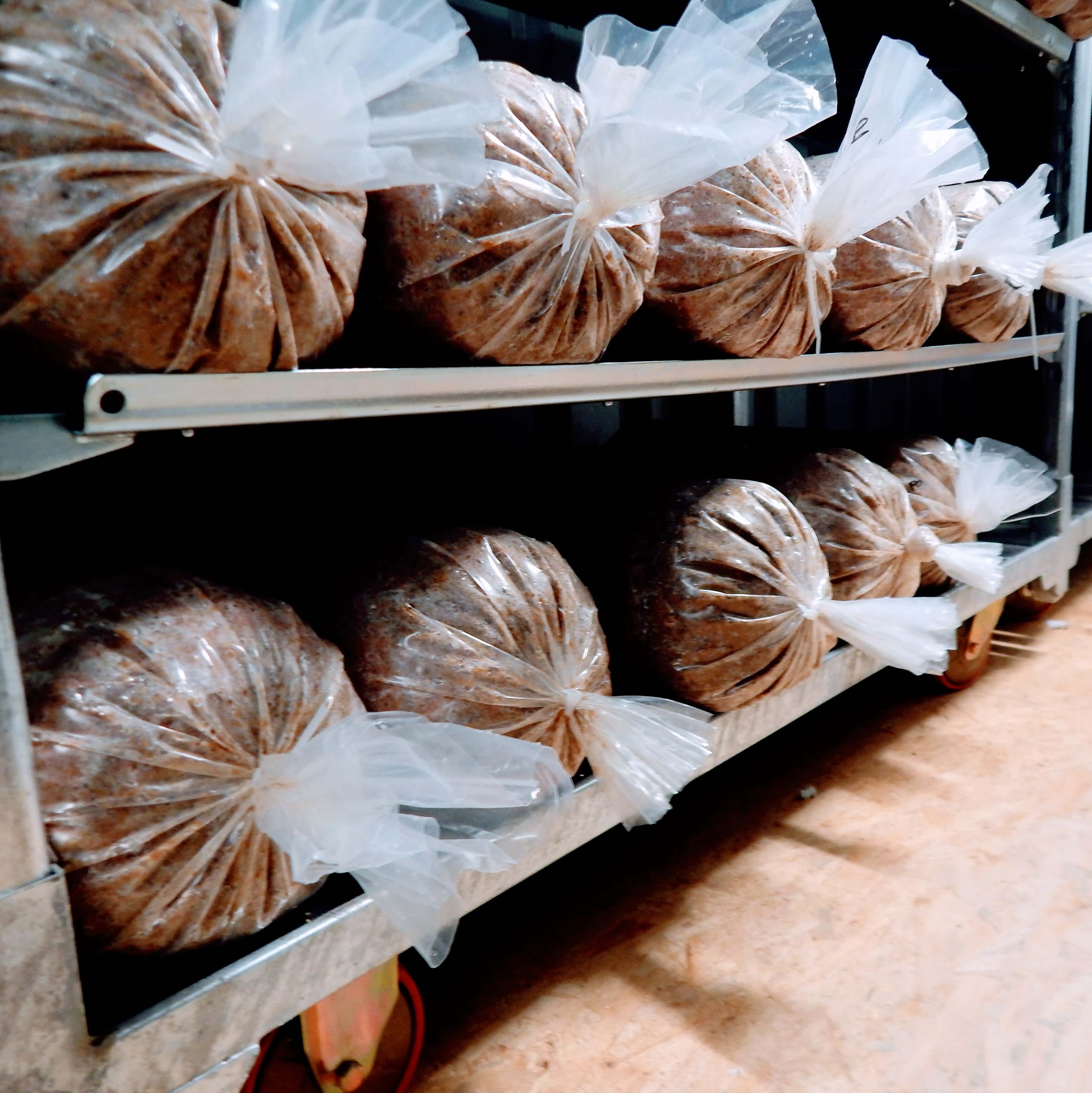 Profi-Fertigkultur Lungenseitling Paketierungen auf einem Regal, bereit für die Ernte.