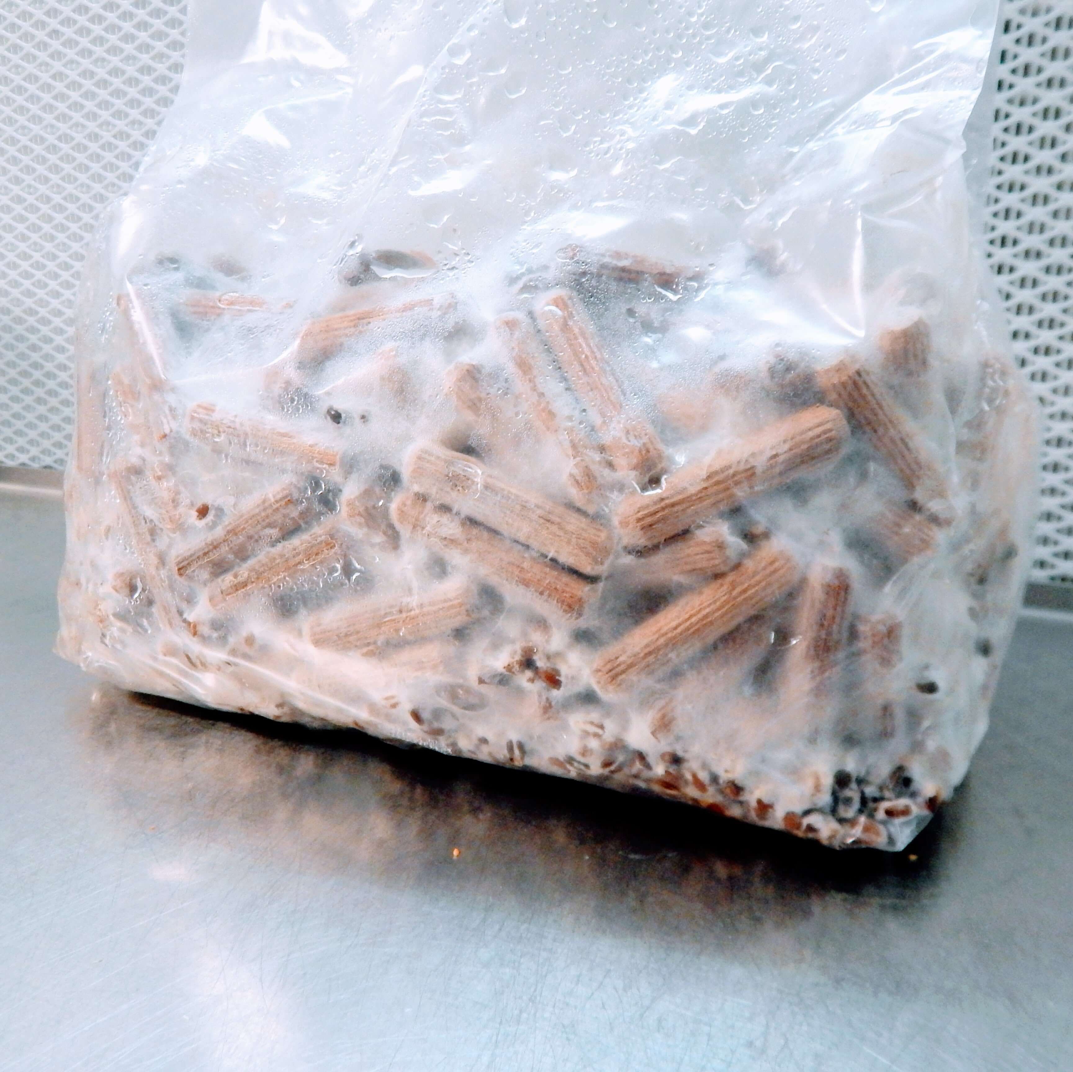 Impfdübel aus Buchenholz im Mikrofilterbeutel, ideal für Pilzzucht, 500 Stück, 8x40mm.