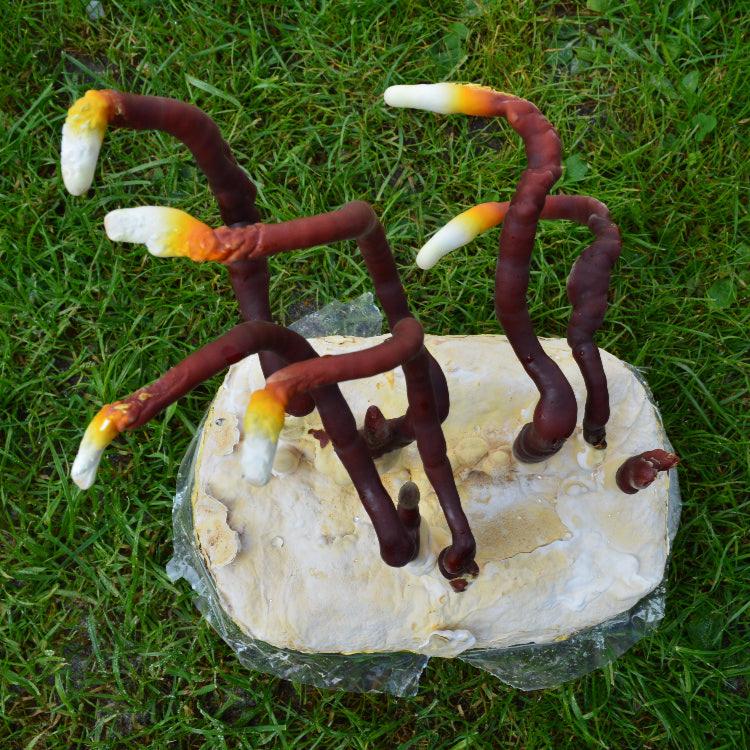 Mycelspritze Reishi (Ganoderma lucidum) - 10 ml