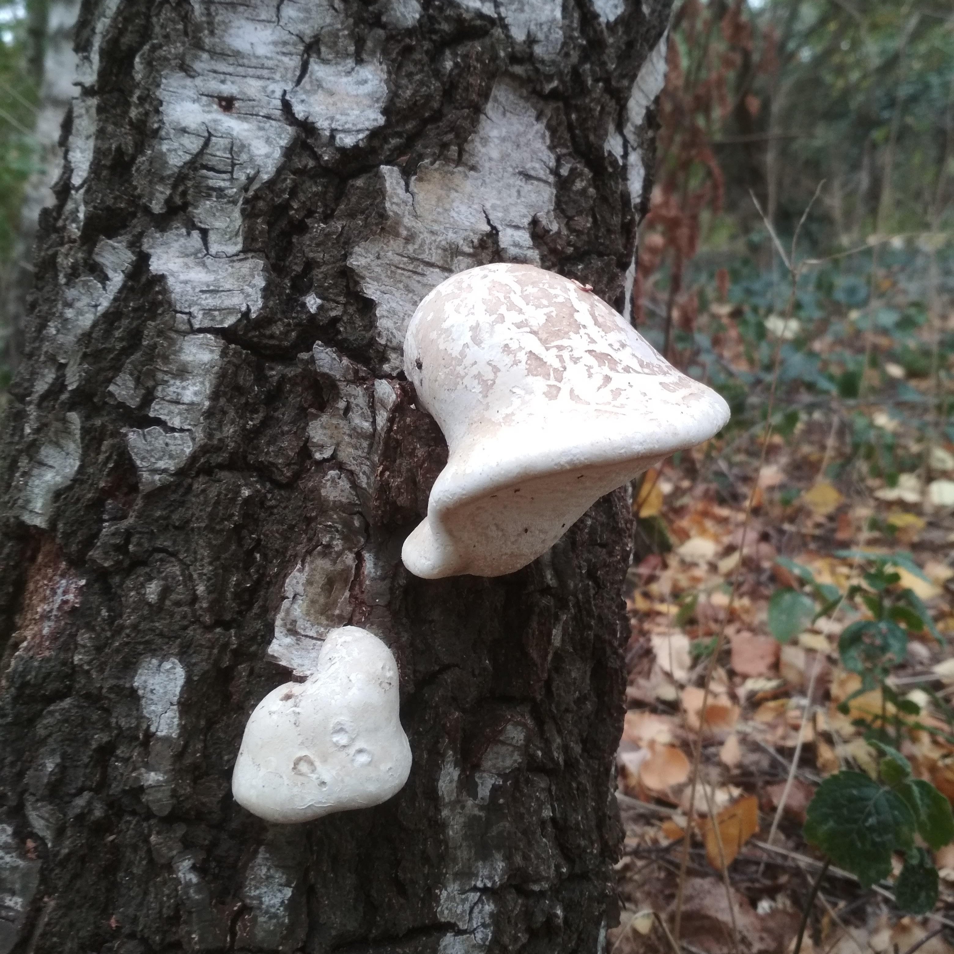 Junger Birkenporling am Baum.