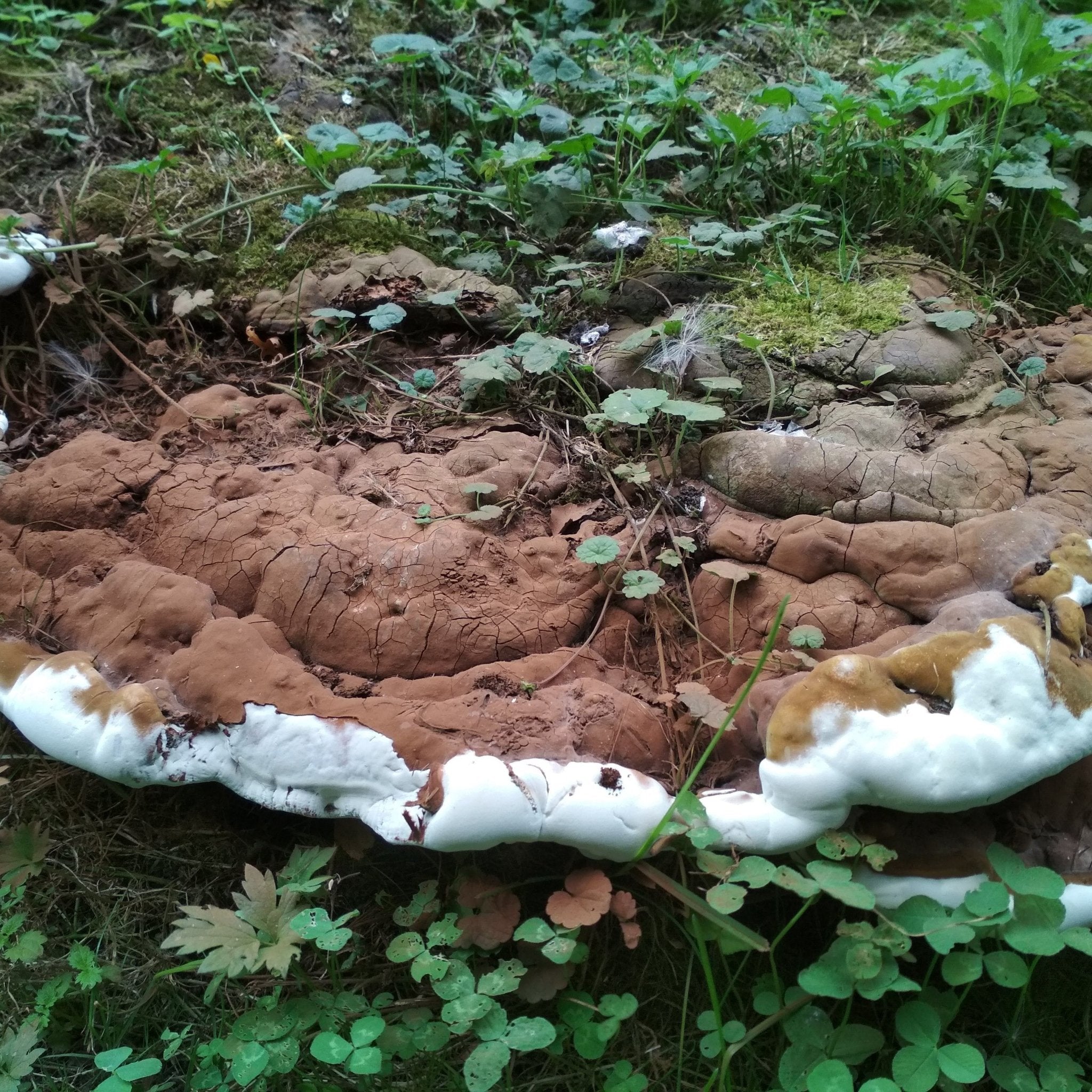 Mycelspritze Flacher Lackporling (Ganoderma applanatum) - 10 ml