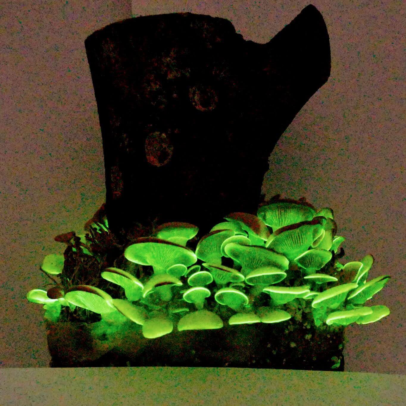 Mycelspritze 10 ml - Panellus stipticus MG8100 | Leuchtpilze