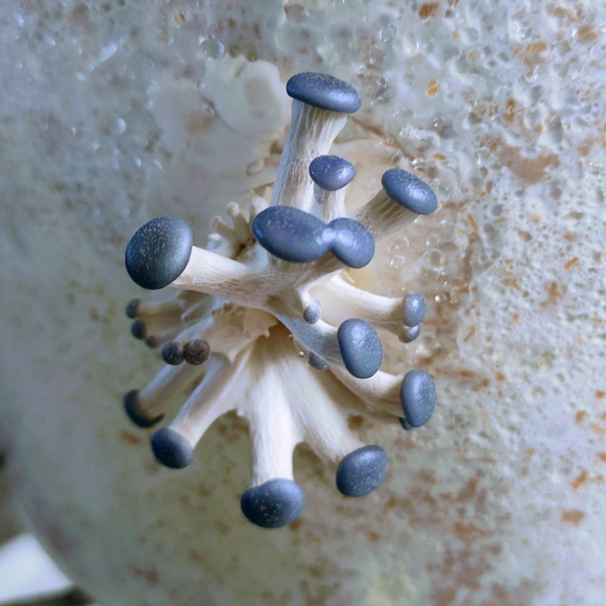 Pleurotus ostreatus var. columbinus MG1010 | Blauer Austernseitling - Blue Oyster fruchtet