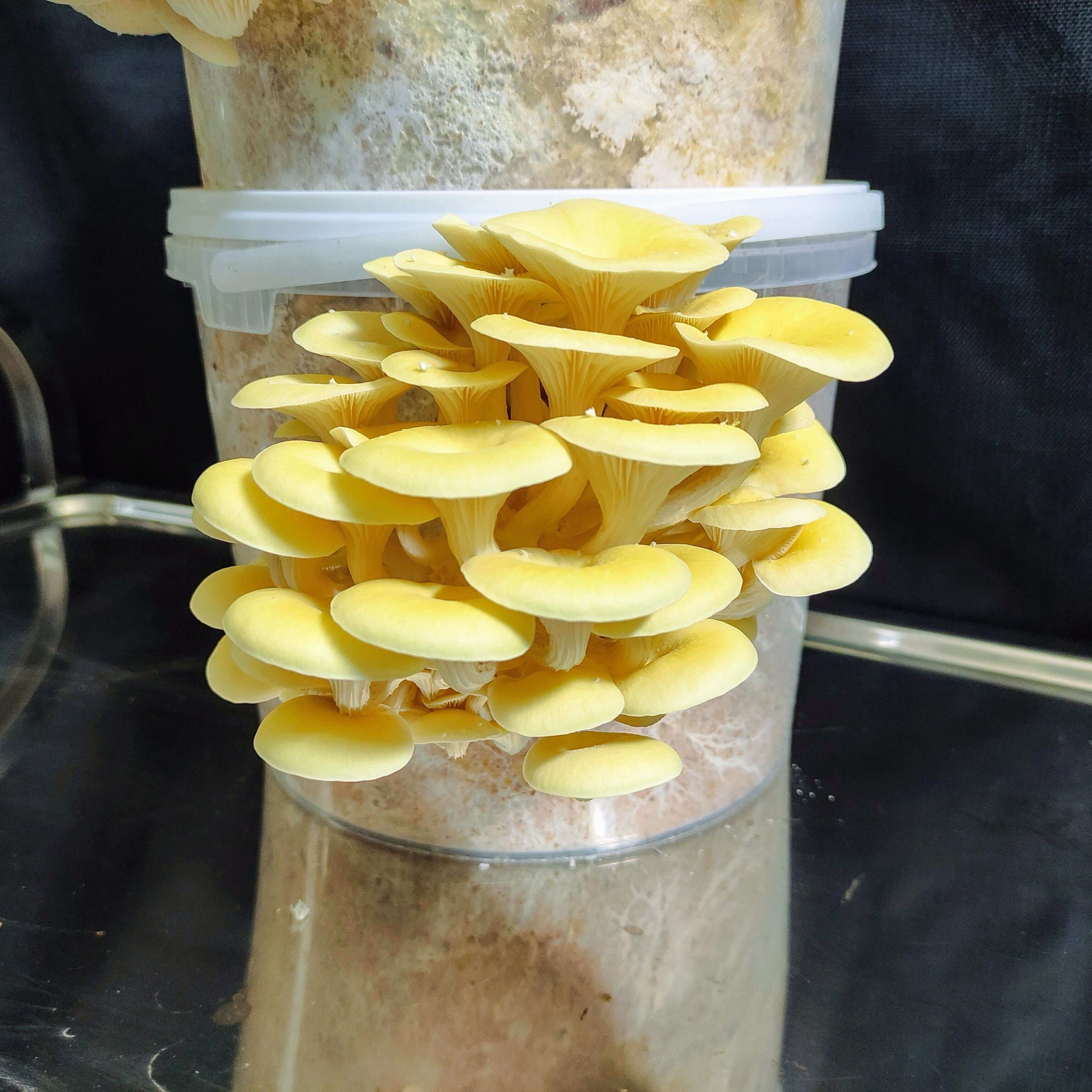Nachfüllset - DIY Pilzzuchtset Pleurotus citrinopileatus