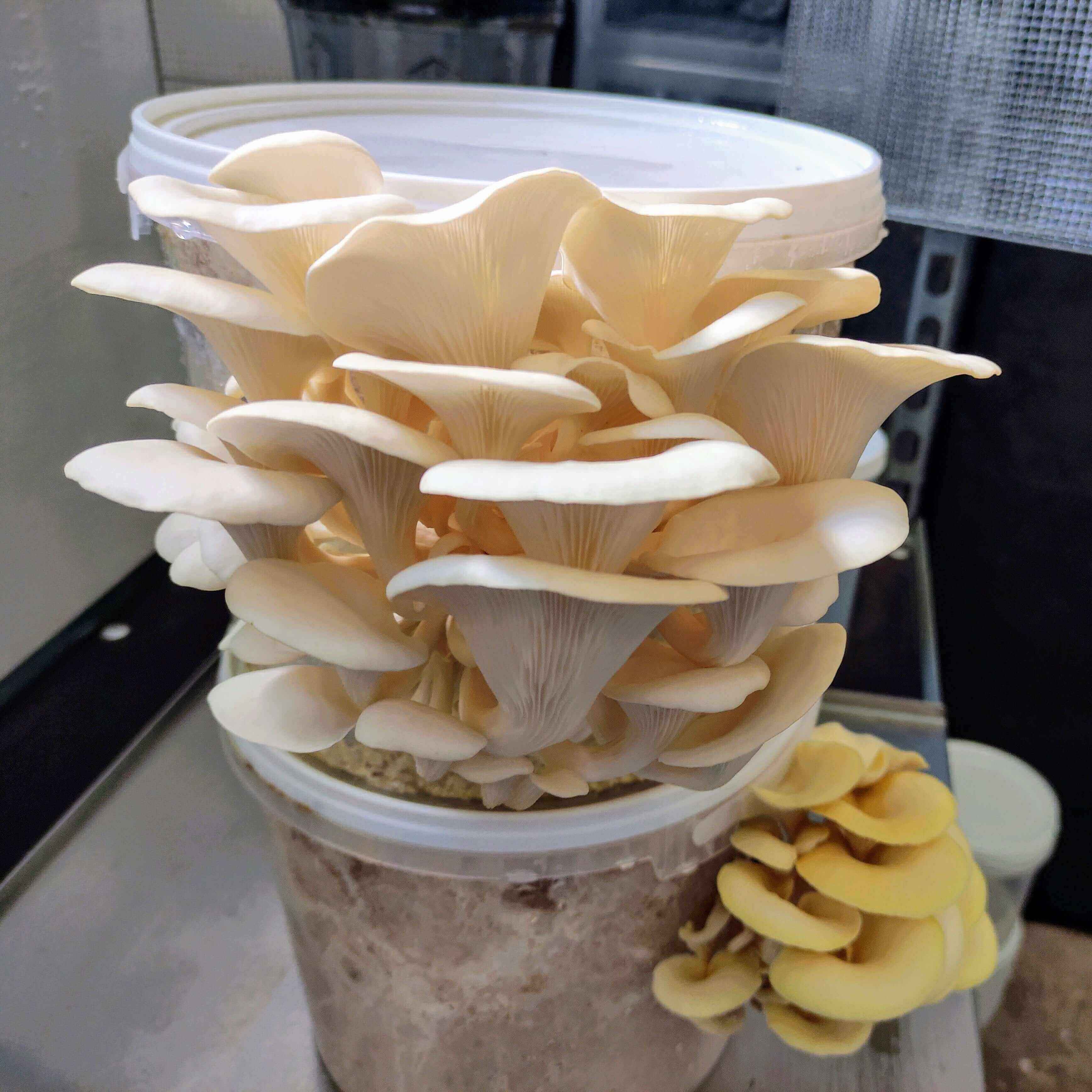 DIY Pilzzuchtset Pleurotus var. florida