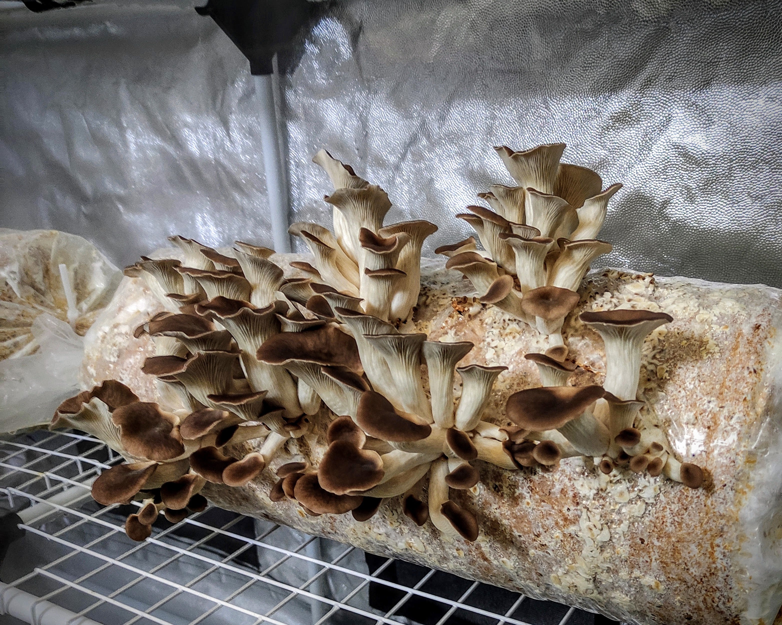 Pilzbrut Lungenseitling - 2 L im Mikrofilterbeutel | Pleurotus pulmonarius MG1305