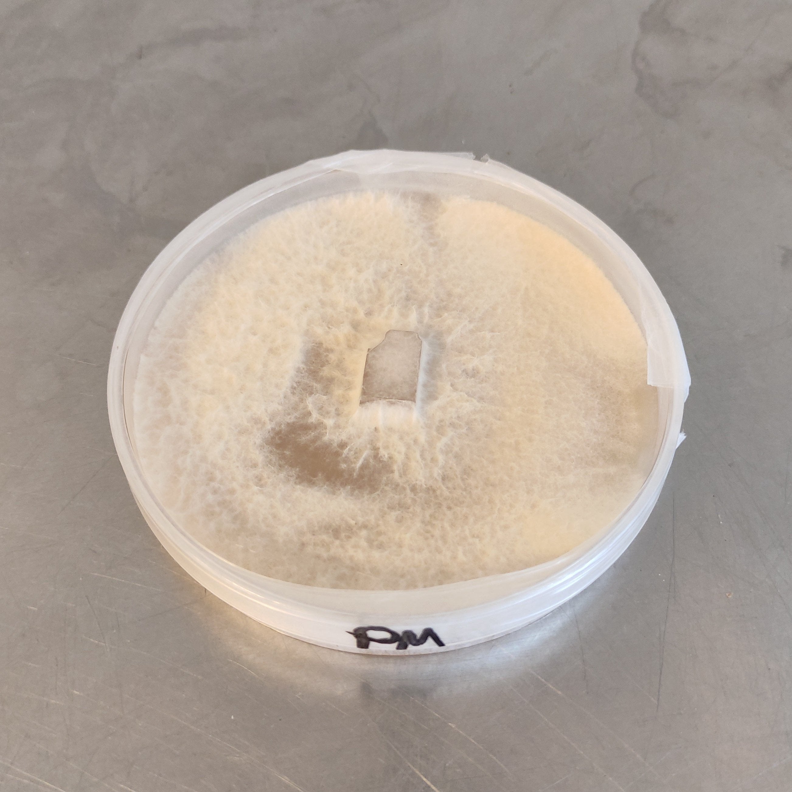 Pestalopiopsis microspora auf MEA-Nährboden