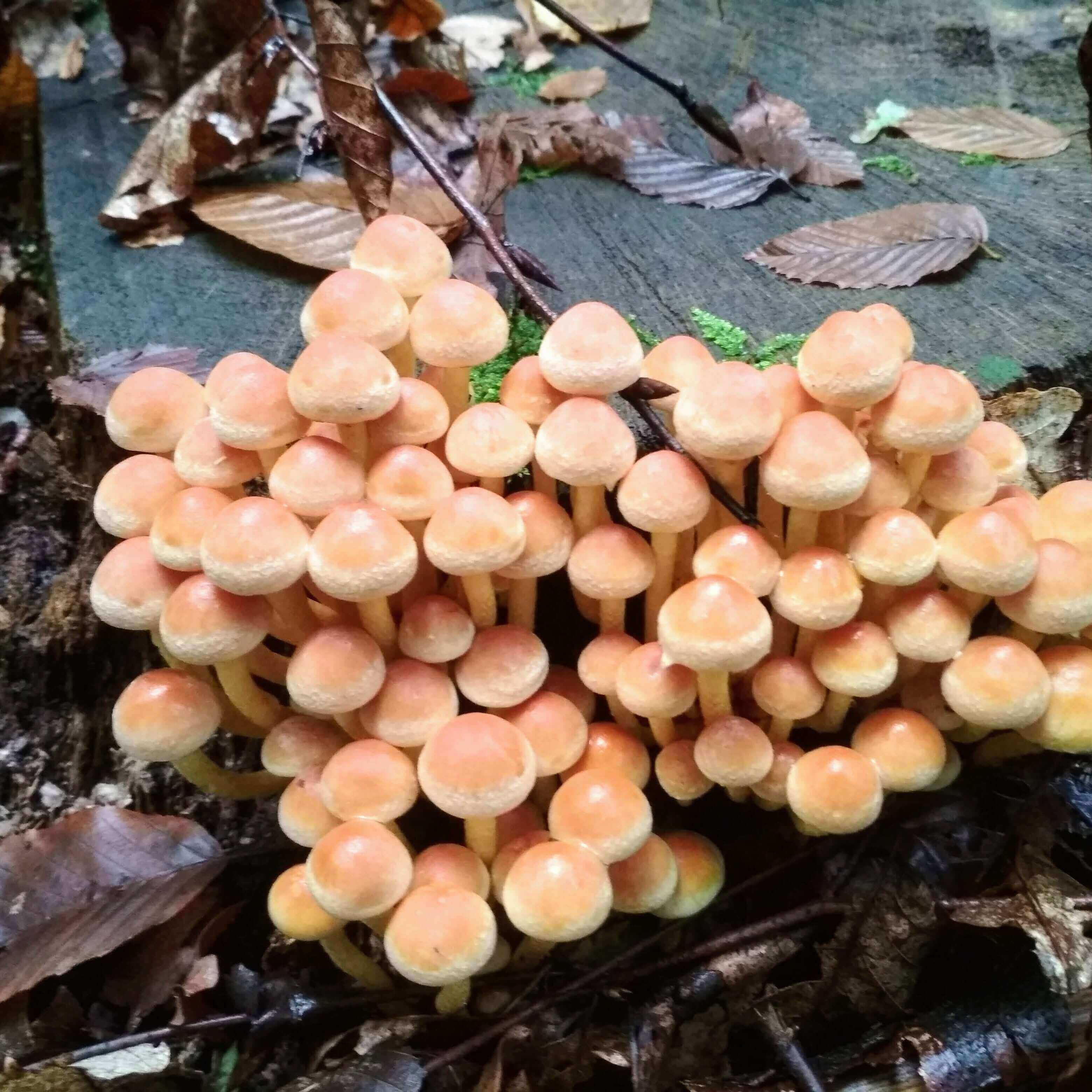 Impfdübel aus Buchenholz (50 Stück, 8x40mm)