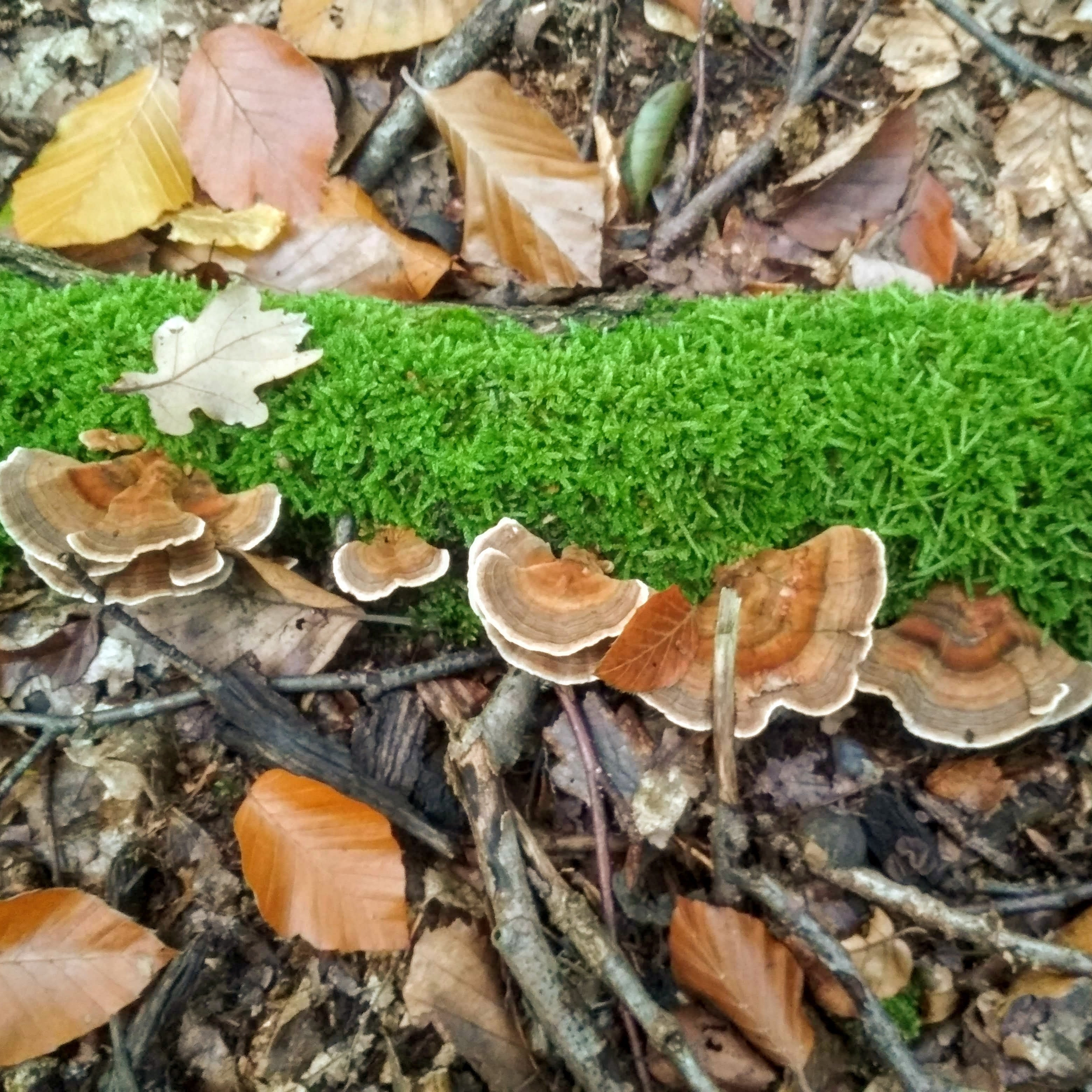 Fruchtkörper der Schmetterlingstramete am Baumstamm.