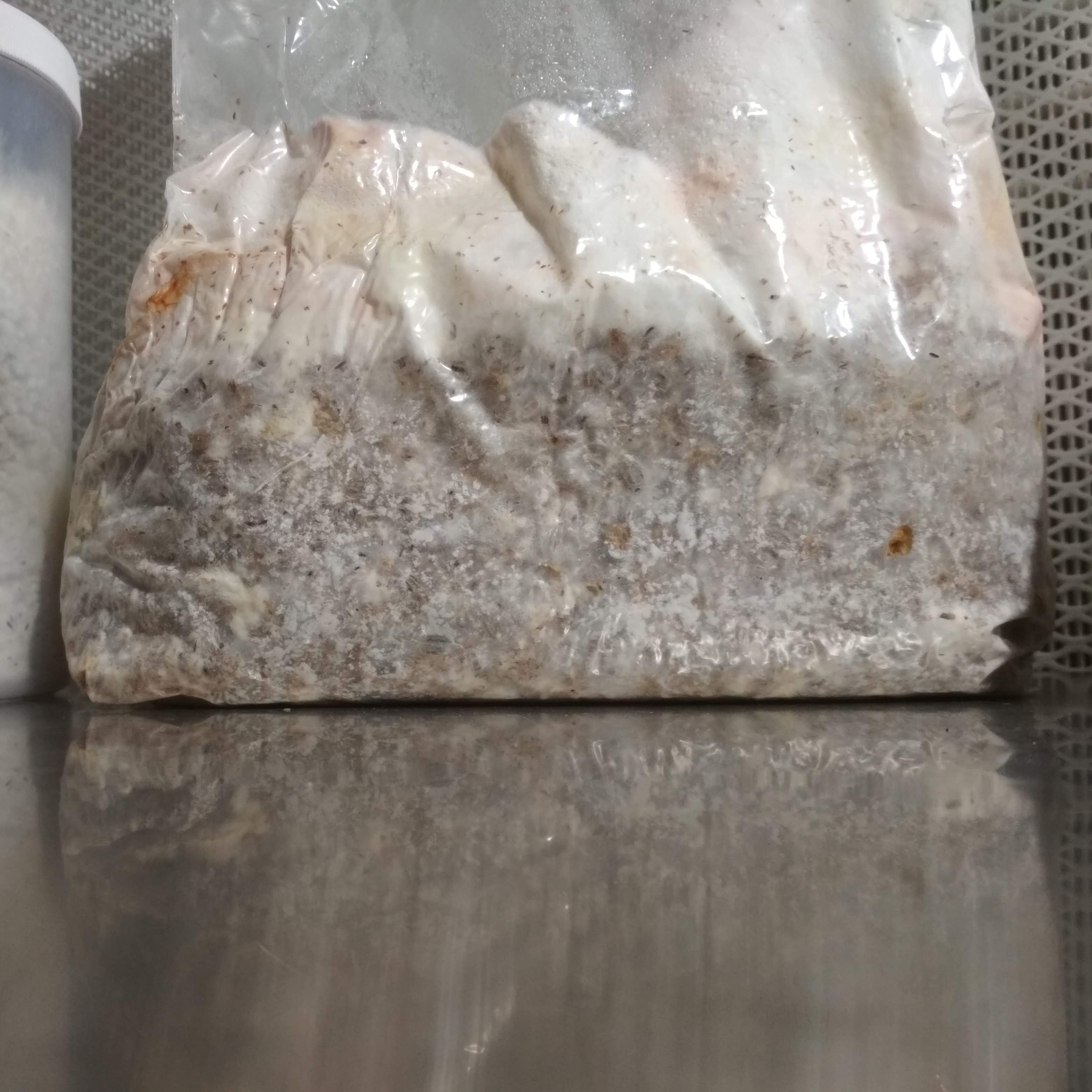 Mycelspritze 10 ml - Pleurotus ostreatus MG1005 | Austernseitling