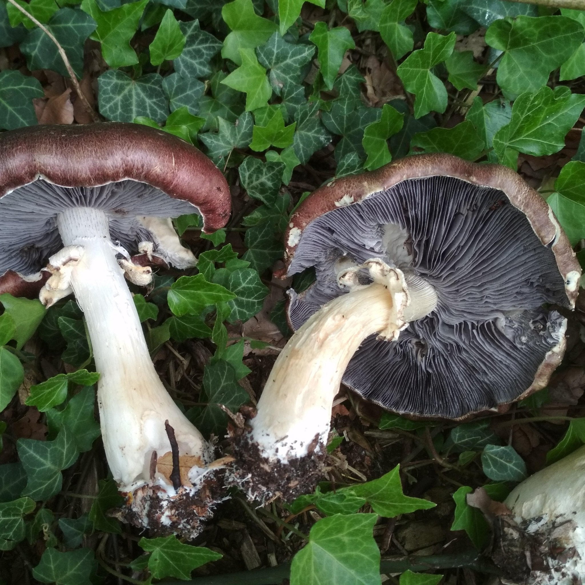 Mycelspritze Braunkappe (Stropharia rugosoannulata) - 10 ml