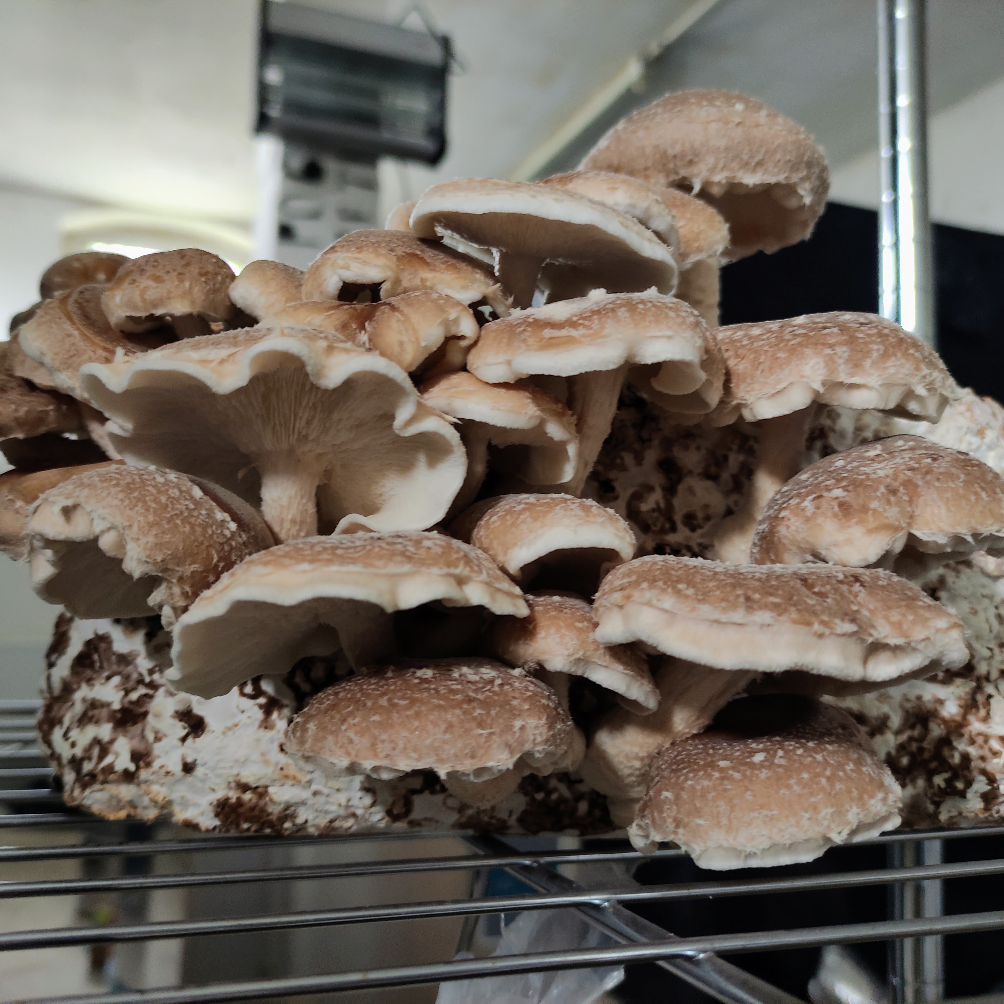 Pilzbrut Shiitake - 2 L im Mikrofilterbeutel | Lentinula edodes MG2500