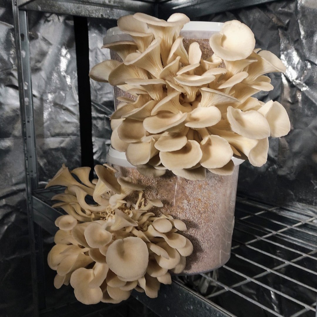 Mycelspritze 10 ml - Pleurotus ostreatus MG1005 | Austernseitling