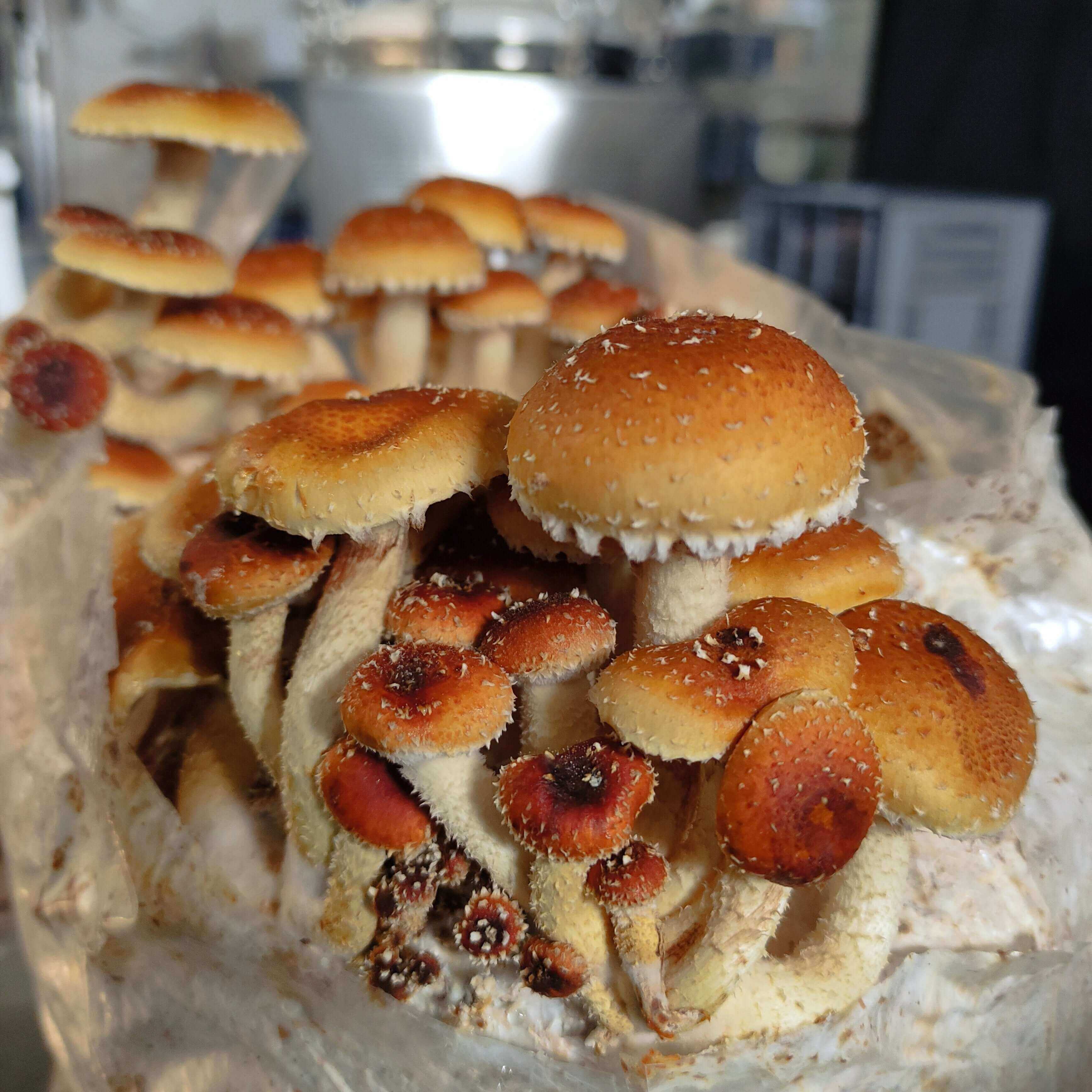 Mycelspritze Chestnut mushroom (Pholiota adiposa) - 10 ml