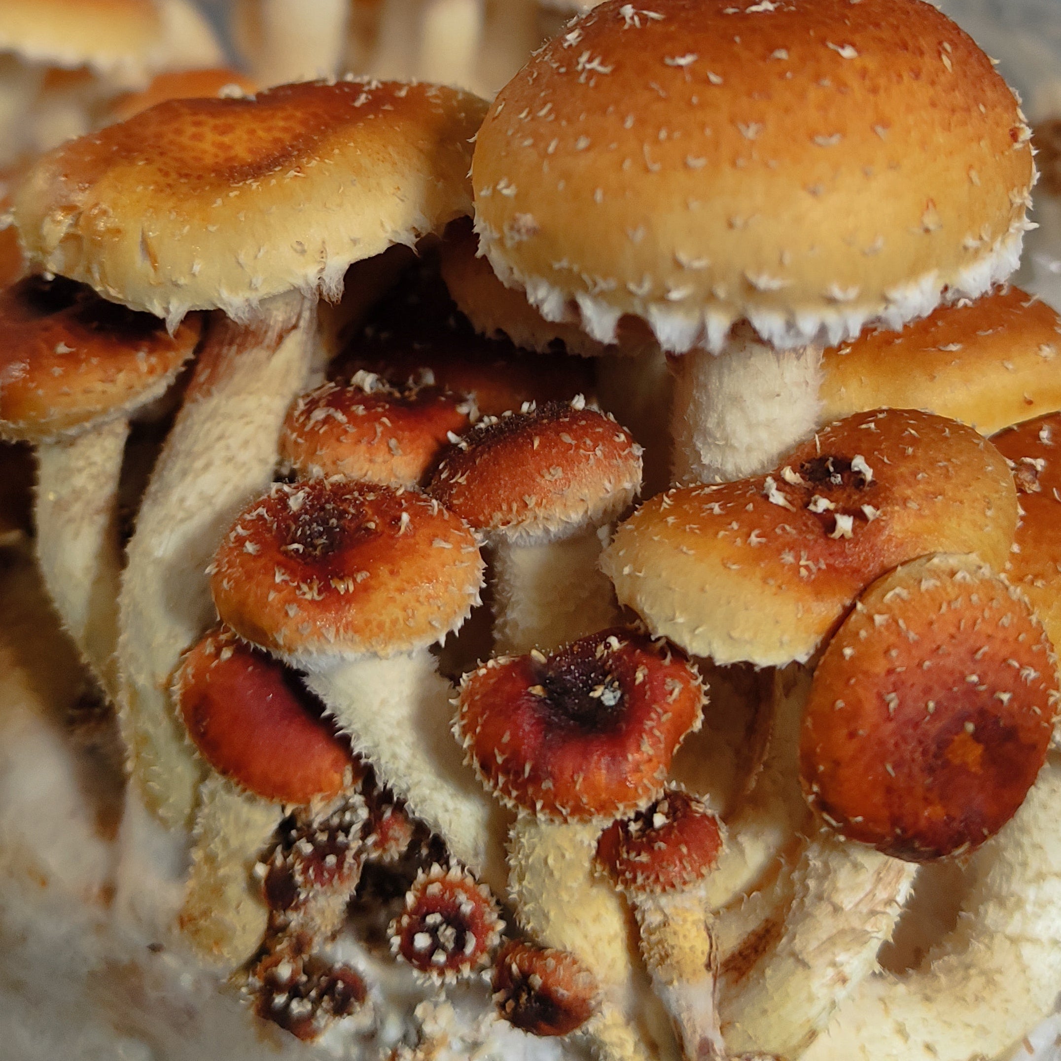 Impfdübel aus Buchenholz (50 Stück, 8x40mm)