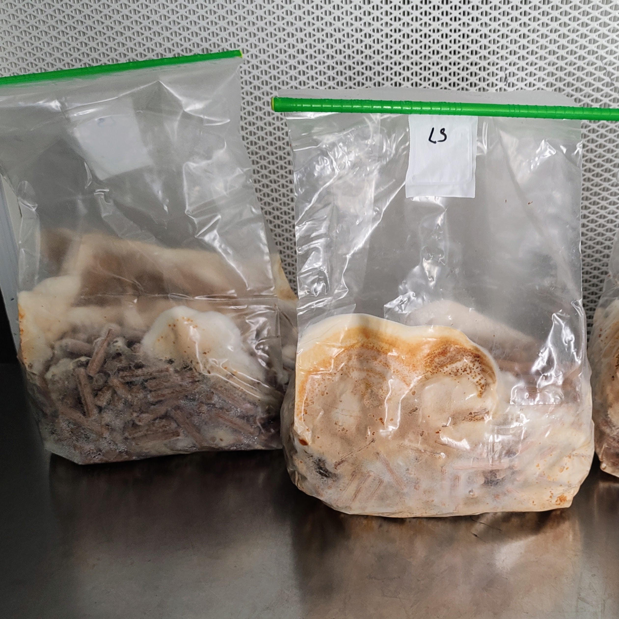 Schwefelporling Impfdübel in Kunststoffbeuteln zur Verwendung als veganer Hähnchen-Pilz. Frisch und bereit zum Ernten.