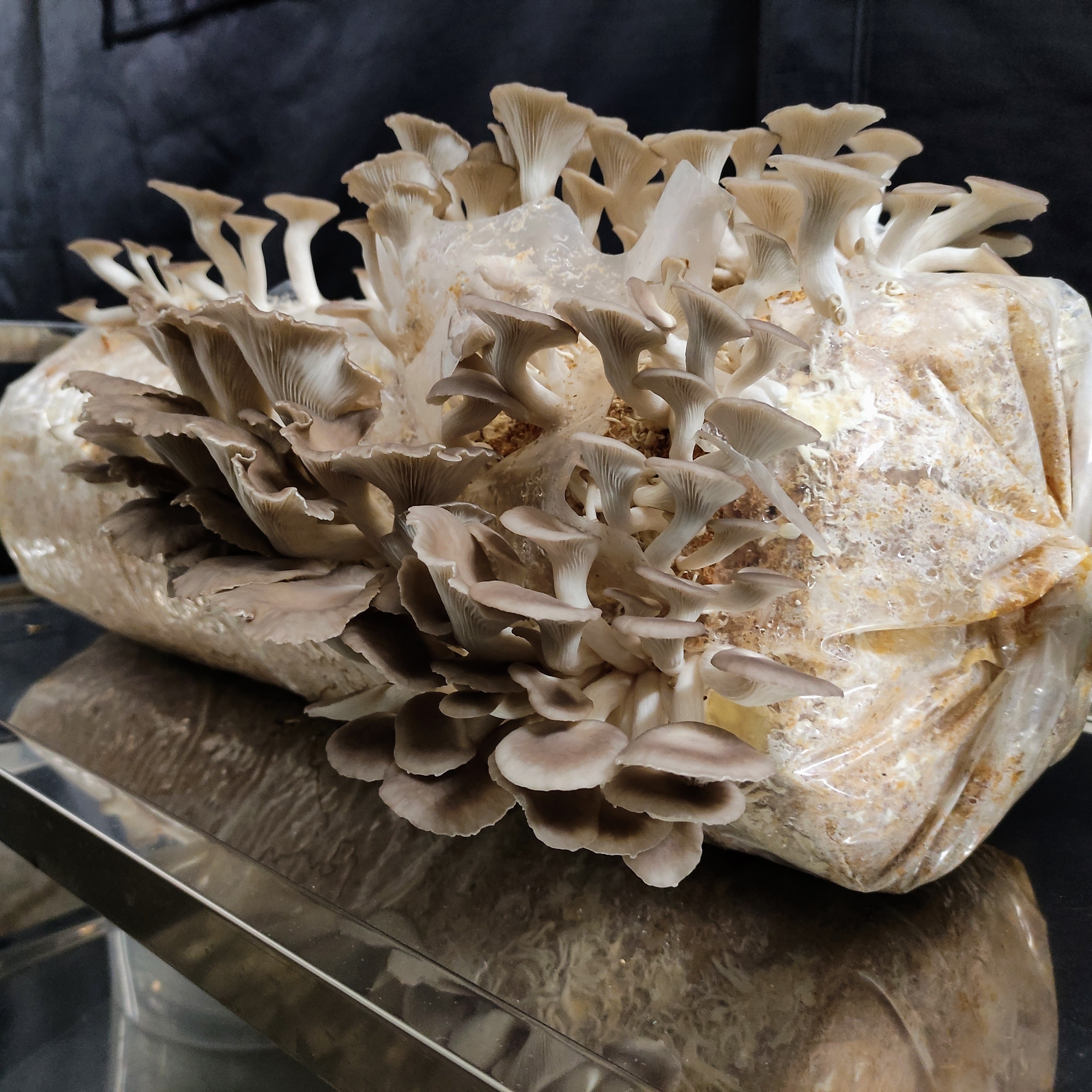 Mikroperforierte Schlauchfolie (30 cm) - 100 µm stark