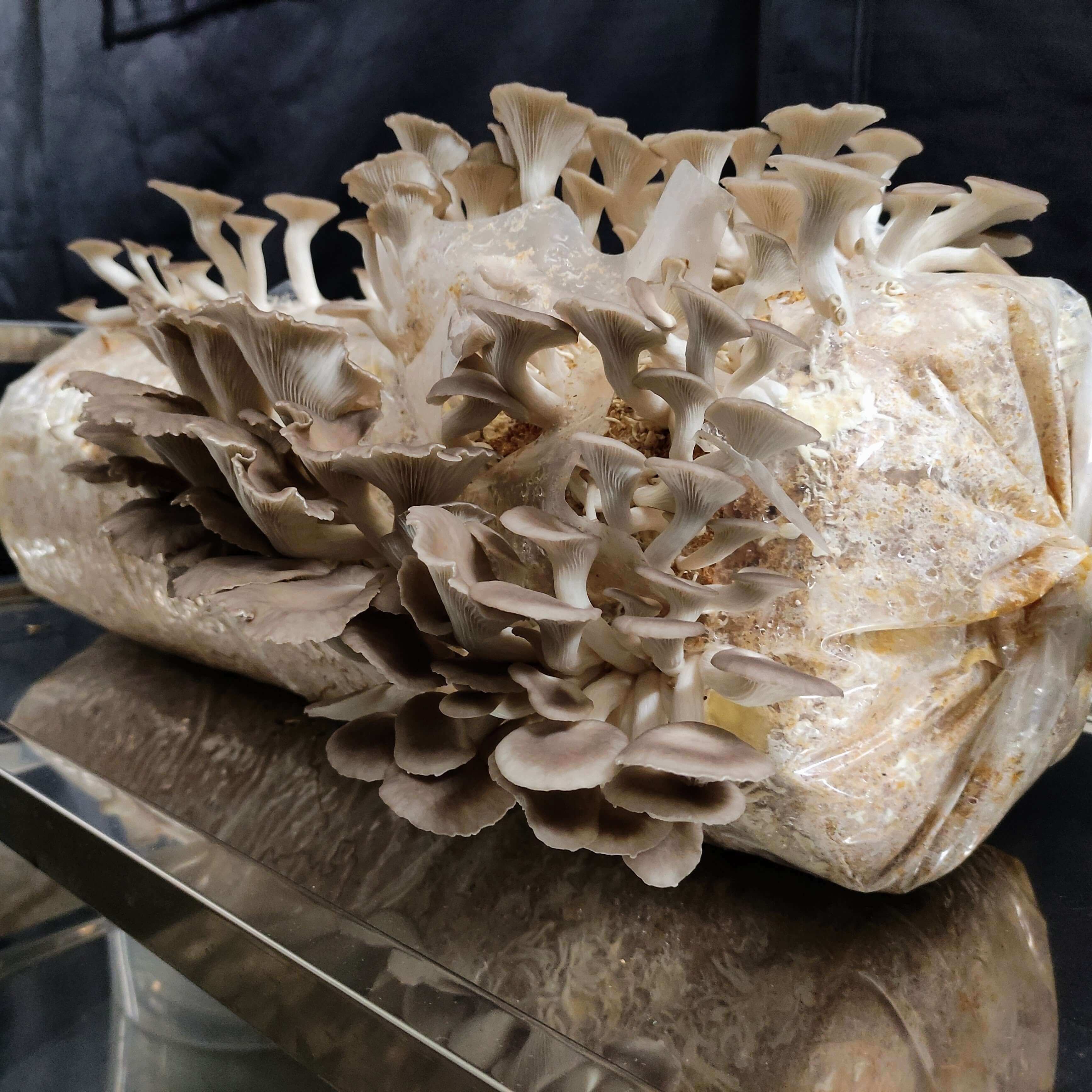 Profi-Fertigkultur Lungenseitling (15 Liter) mit köstlichen, übergroßen Pilzen.