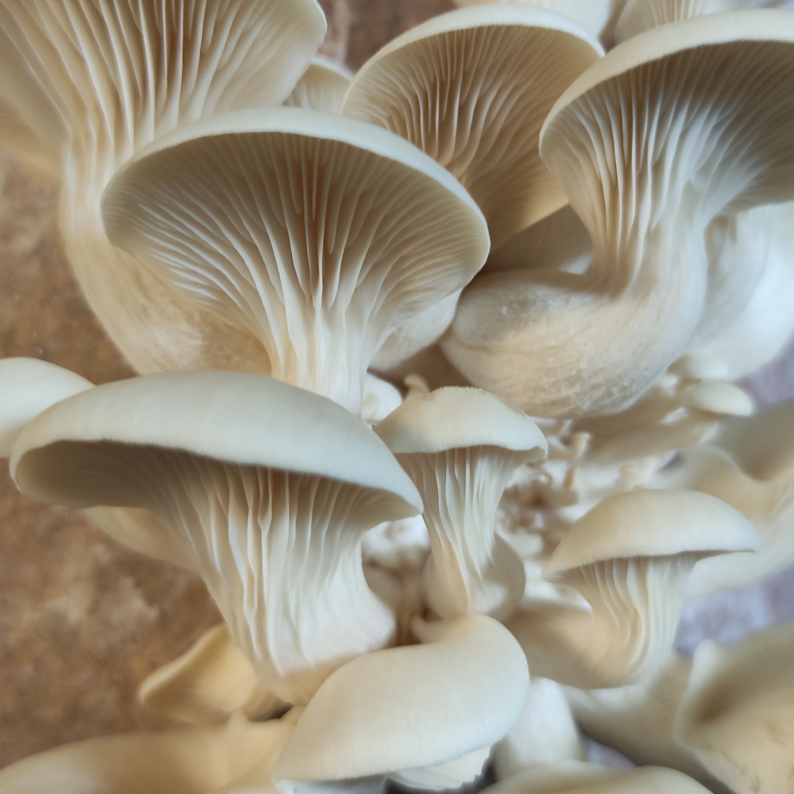 Impfdübel aus Buchenholz (50 Stück, 8x40mm)