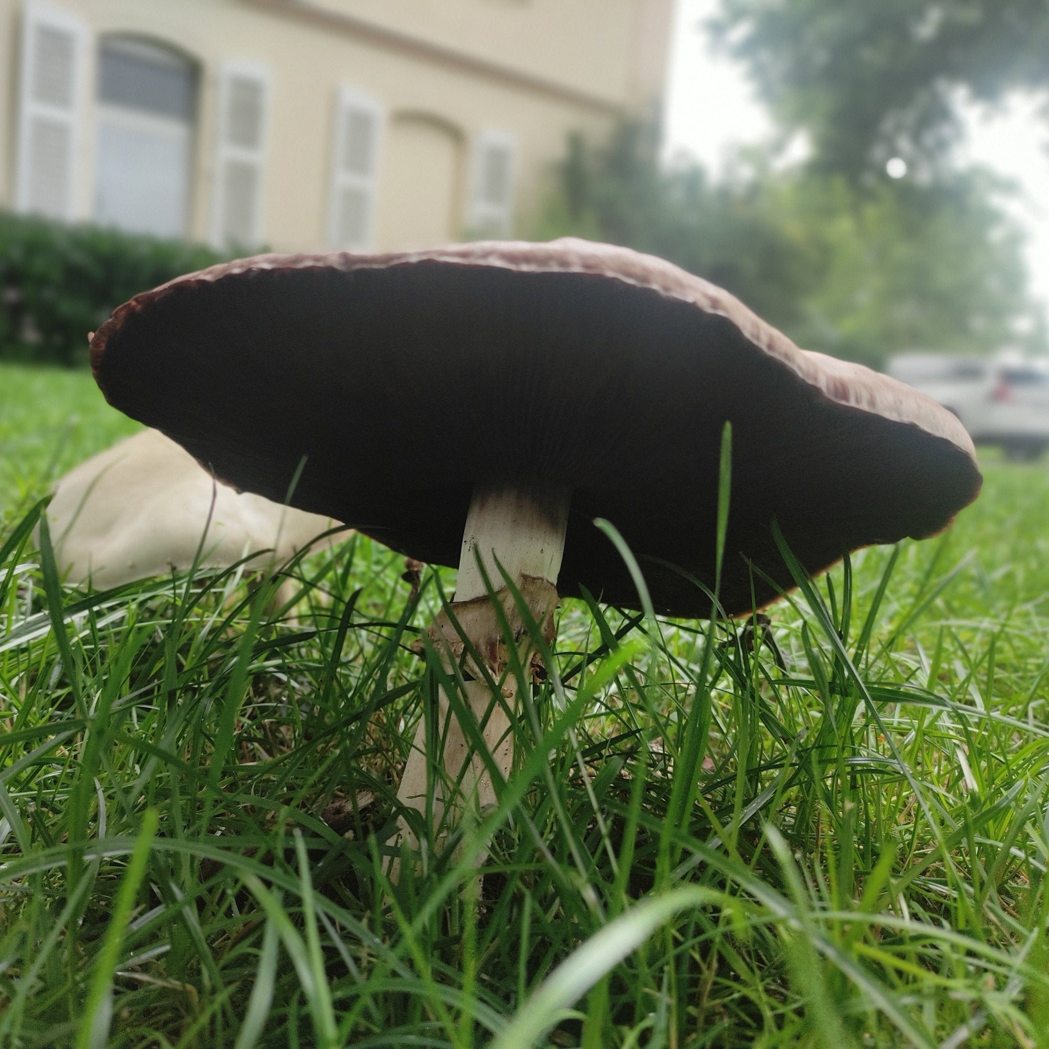 Mycelspritze Weißer Anis-Champignon (Agaricus arvensis) - 10 ml