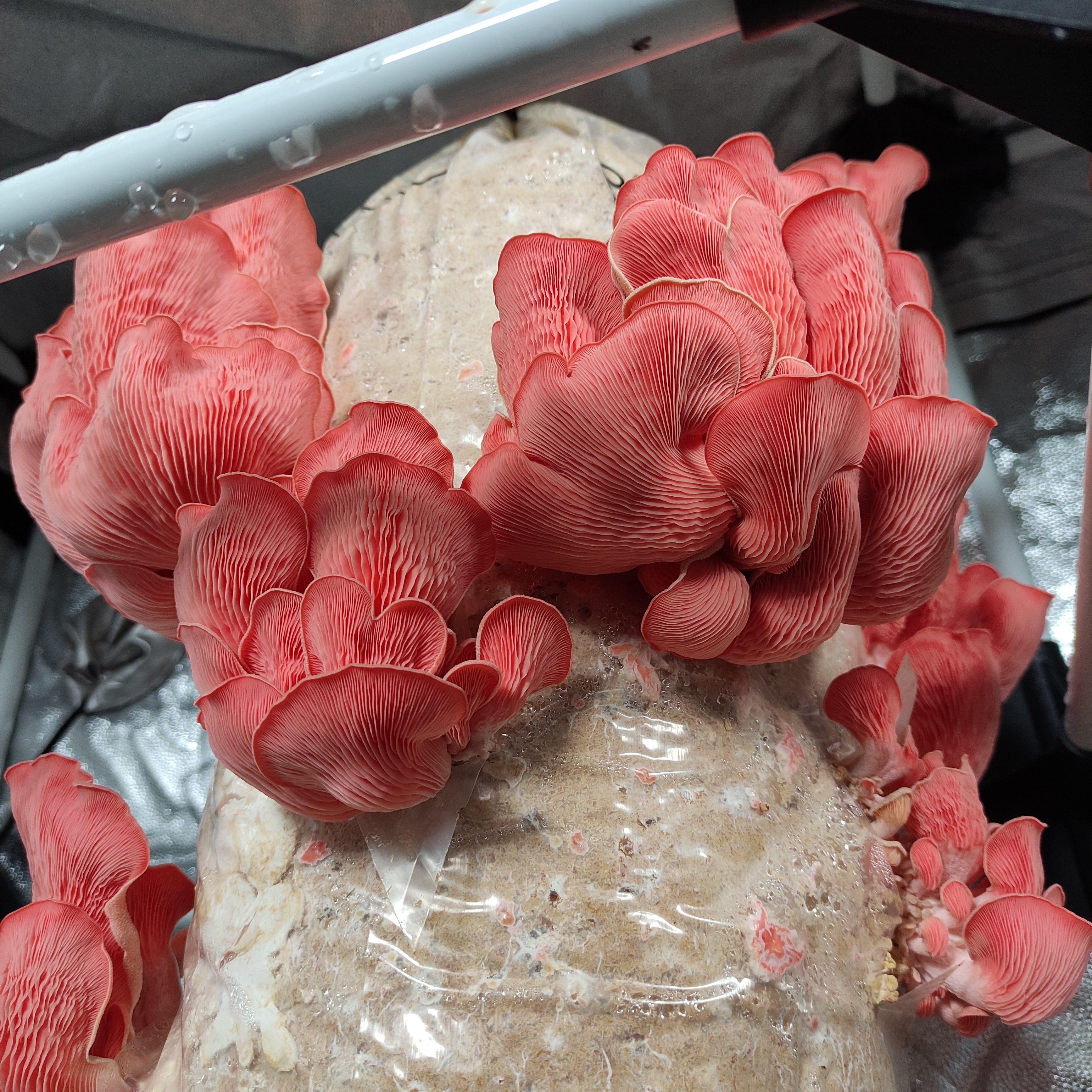 Mikroperforierte Schlauchfolie (30 cm) - 100 µm stark