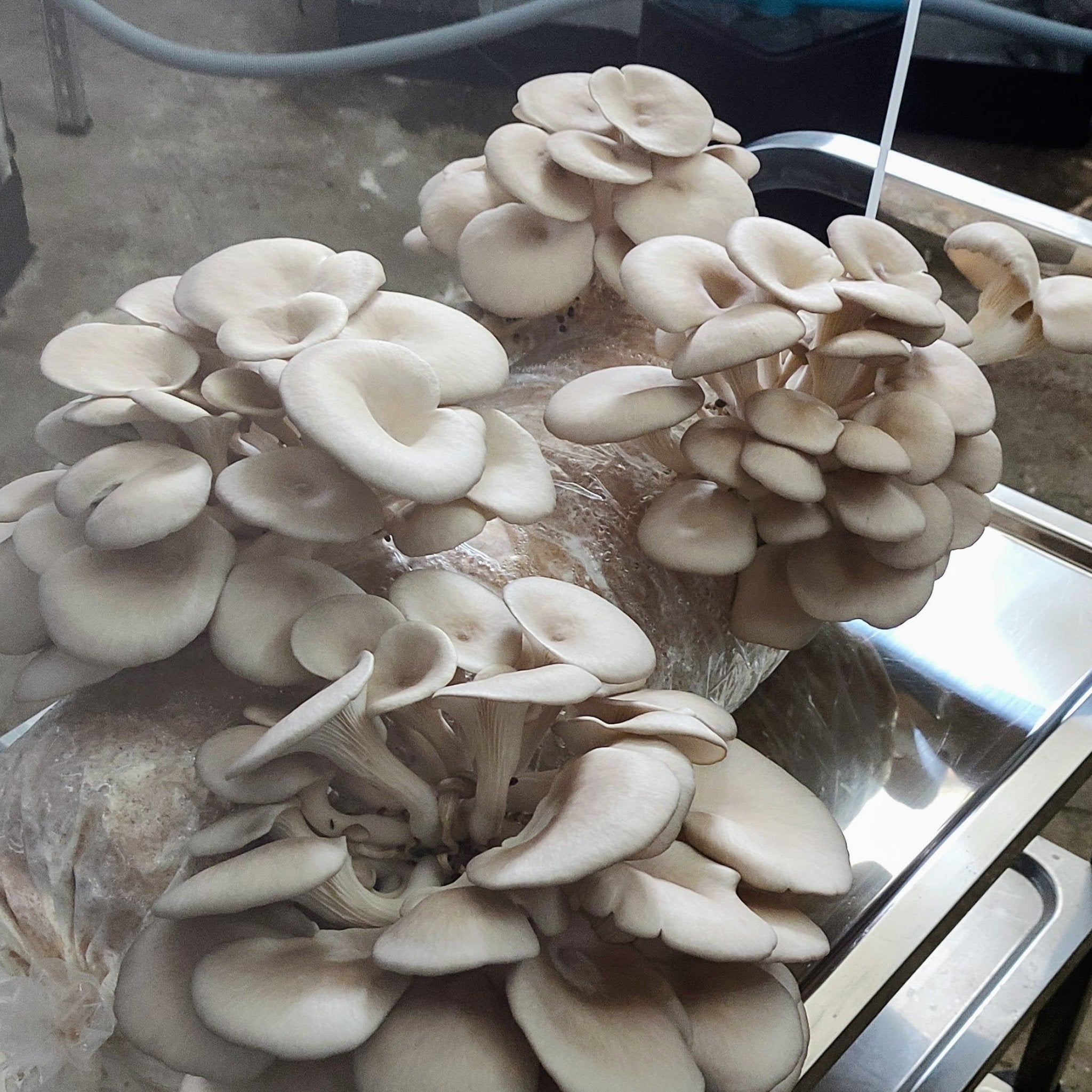 Profi-Fertigkultur Austernseitling (15 Liter) - Stamm MG1005