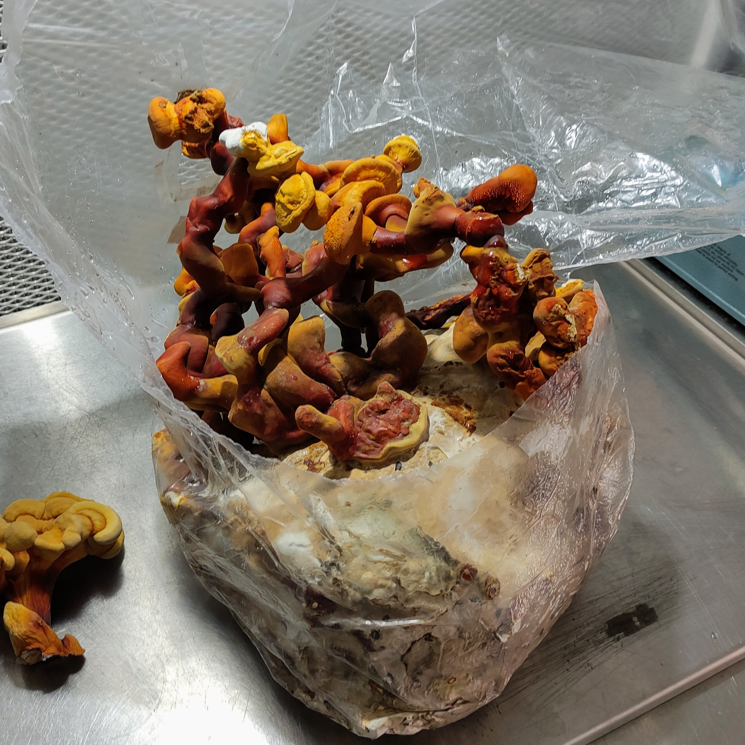 Antler Reishi (G. multipileum) Ernte