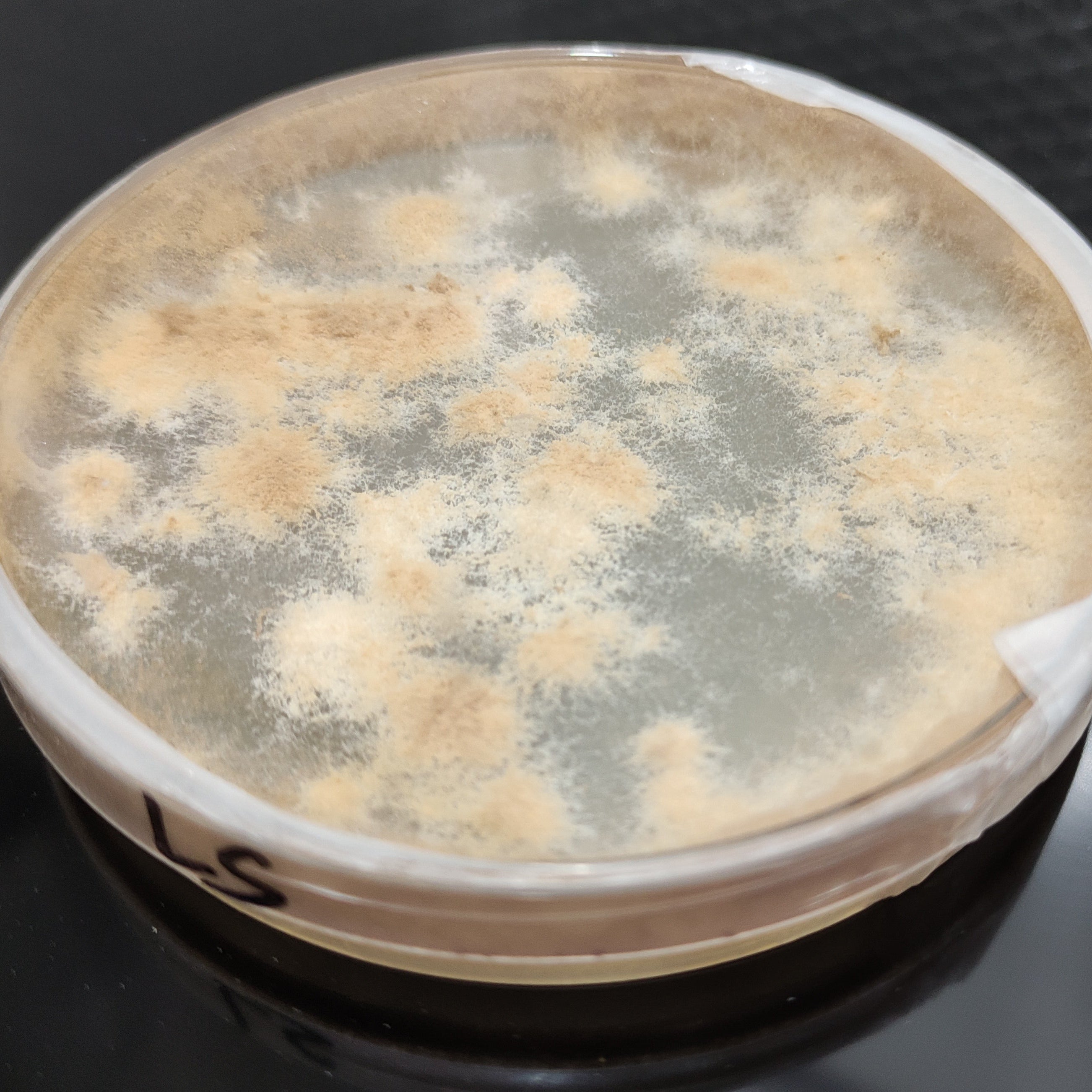 Antibiotischer Malzextrakt-Agar - Nährboden in Petrischalen - 90x14 (mm) - 5 Stück