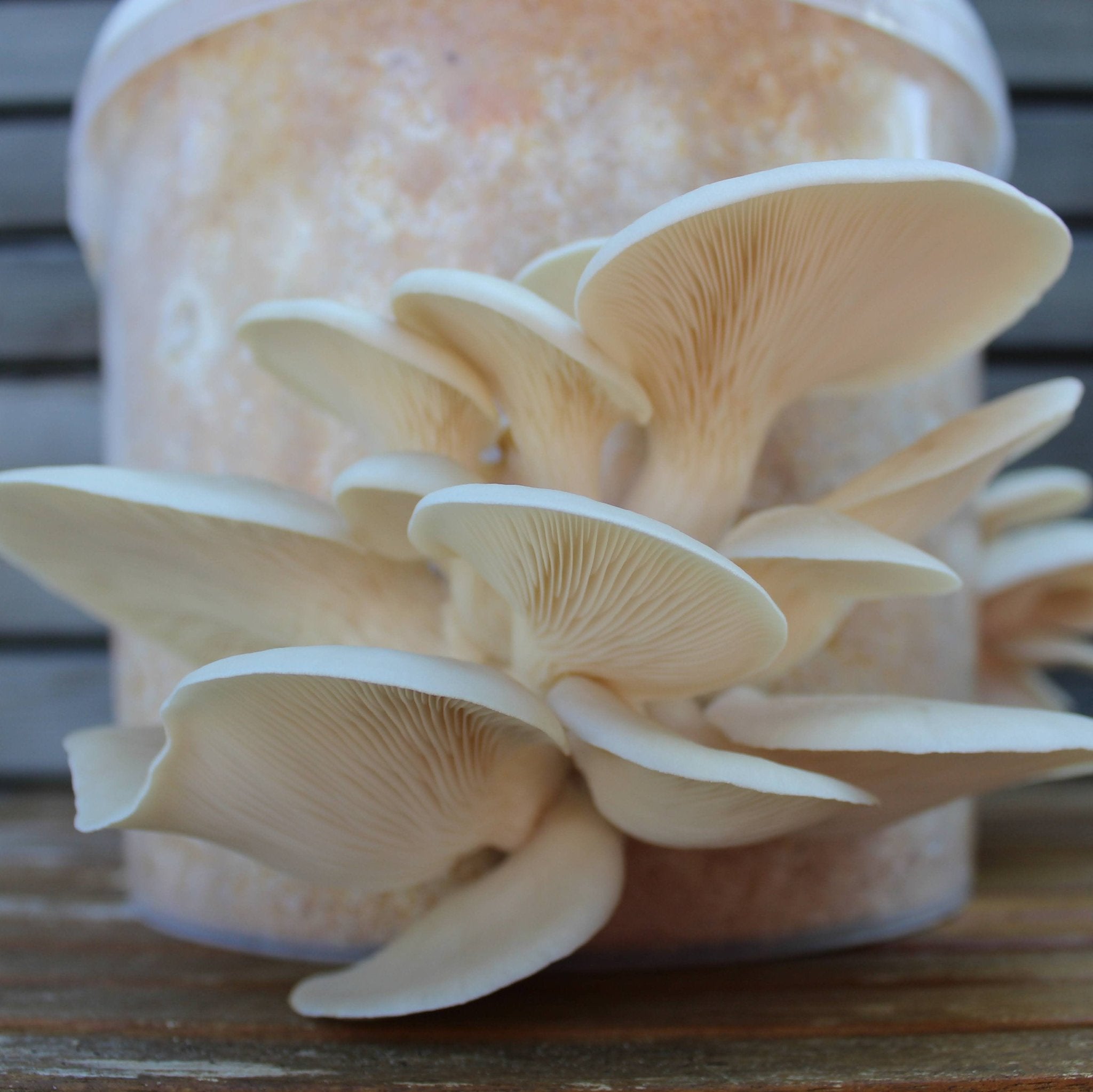 Pilzbrut Austernseitling var. Florida - 2 L im Mikrofilterbeutel | Pleurotus ostreatus MG1015