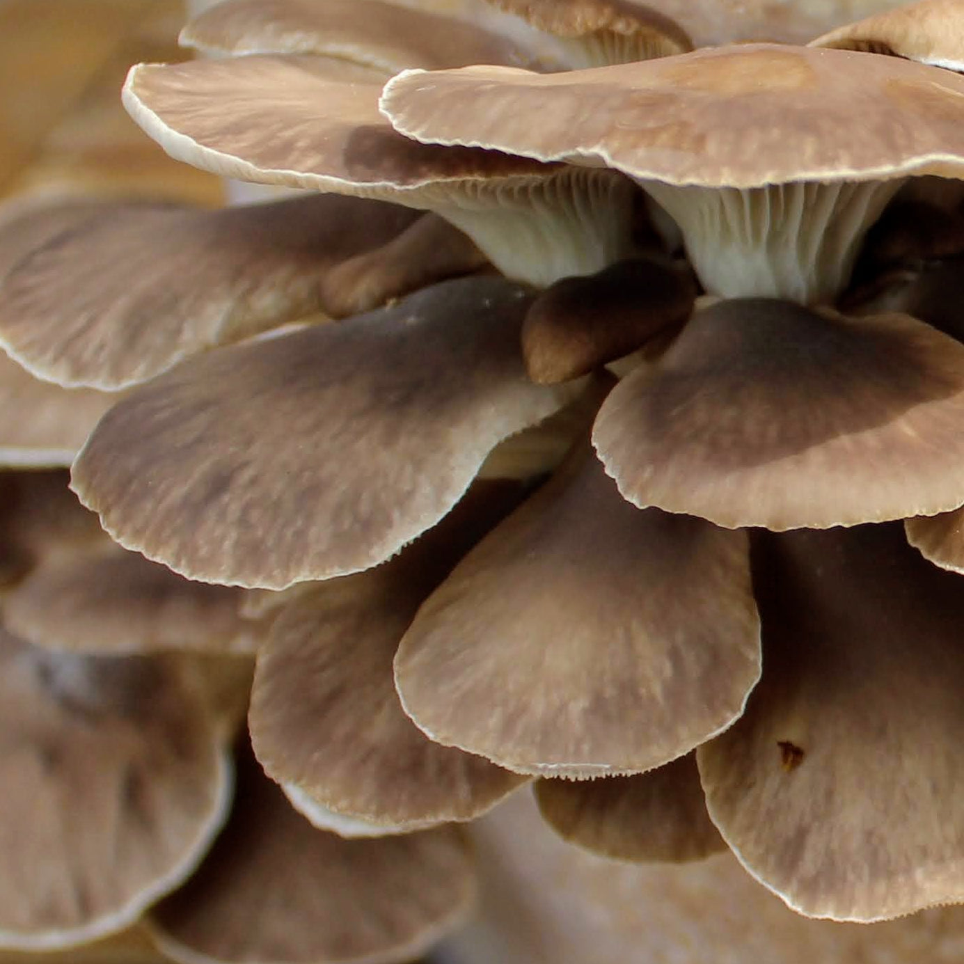 Impfdübel aus Buchenholz (50 Stück, 8x40mm)