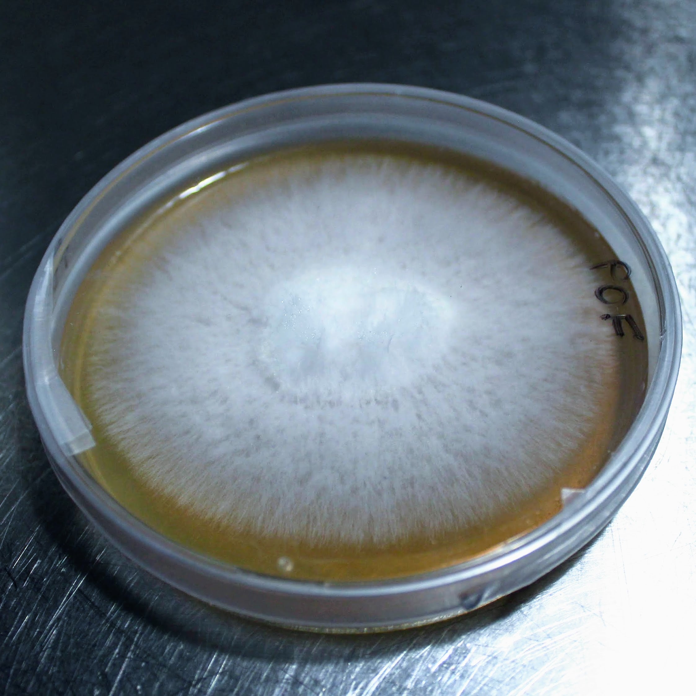 Antibiotischer Malzextrakt-Agar - Nährboden in Petrischalen - 90x14 (mm) - 5 Stück