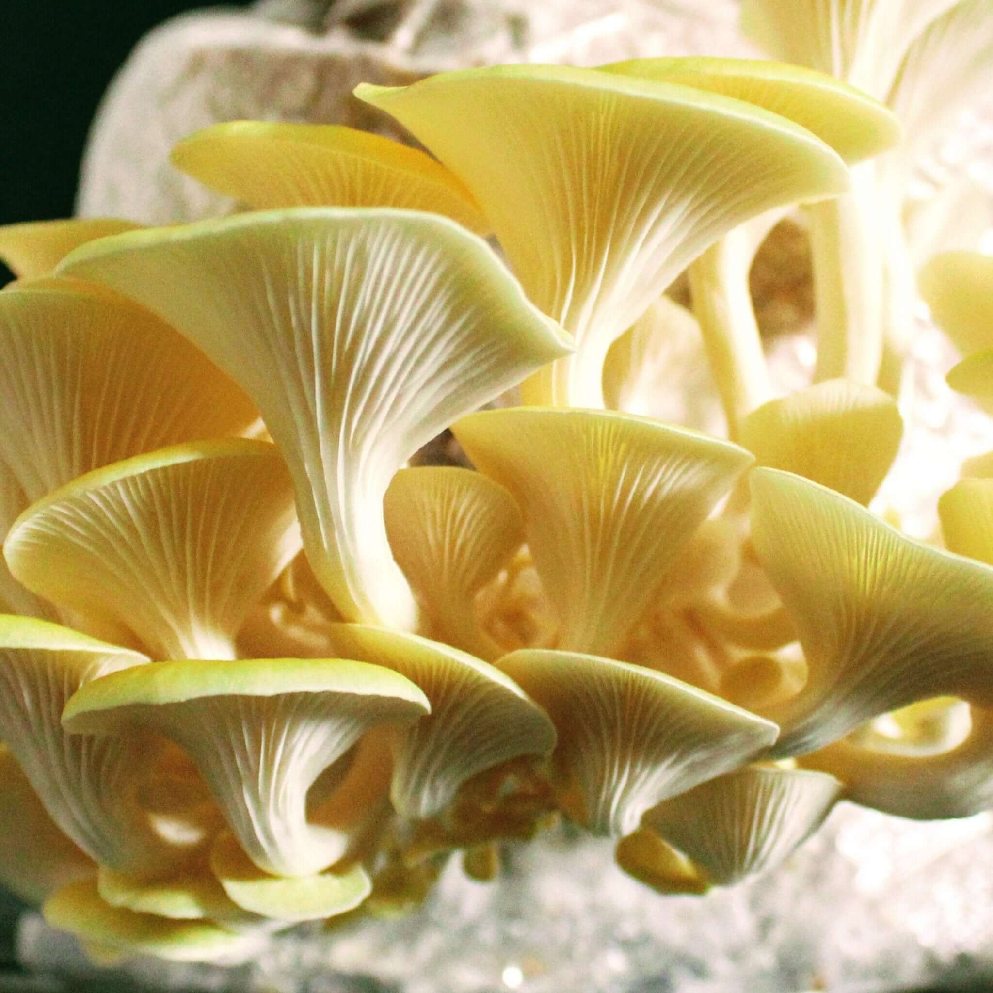 Frische Pilze, die mit Impfdübel Buchenholz angebaut wurden, zeigen ihre leuchtenden gelben Kappen.