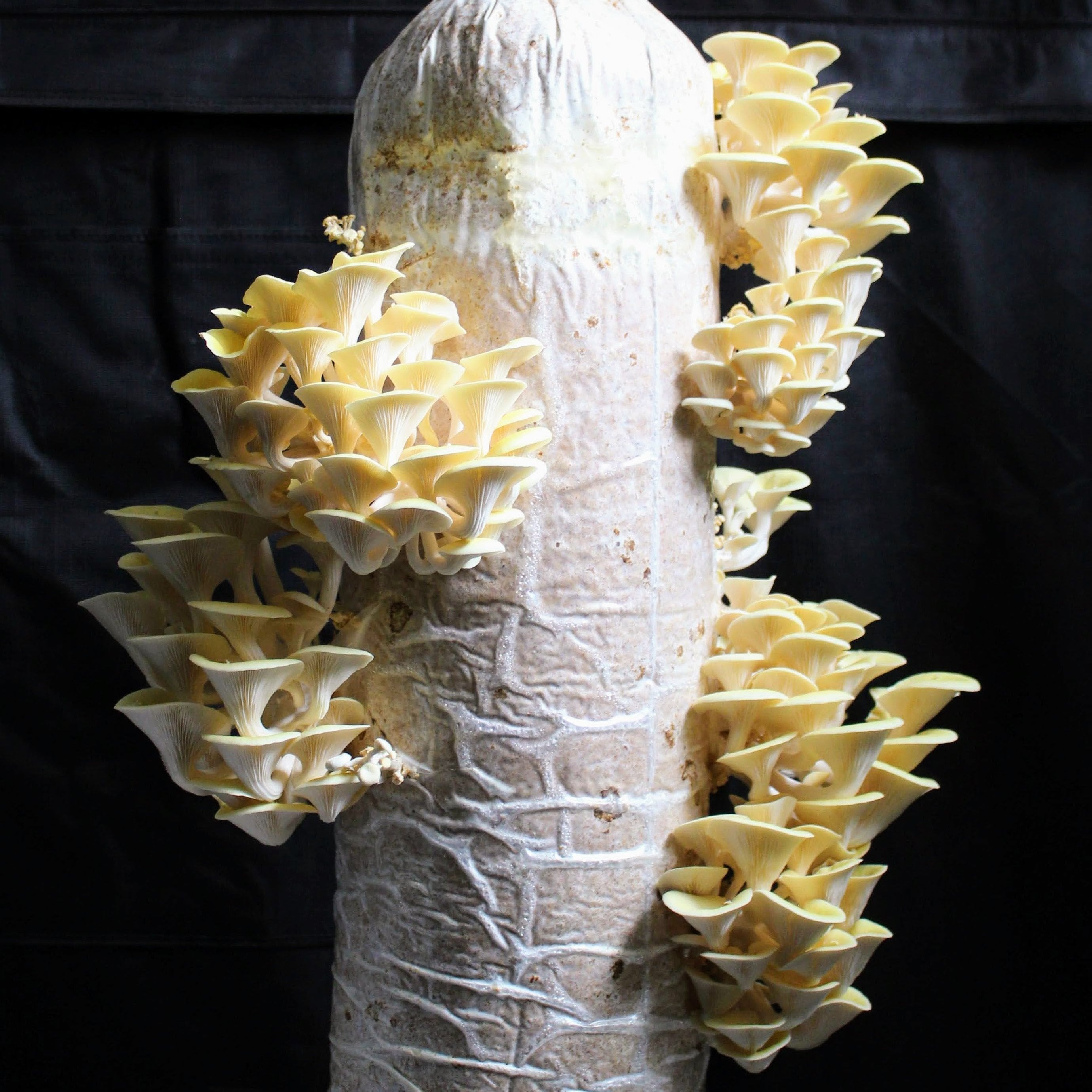 Mycelspritze Limonenseitling (Pleurotus citrinopileatus) - 10 ml