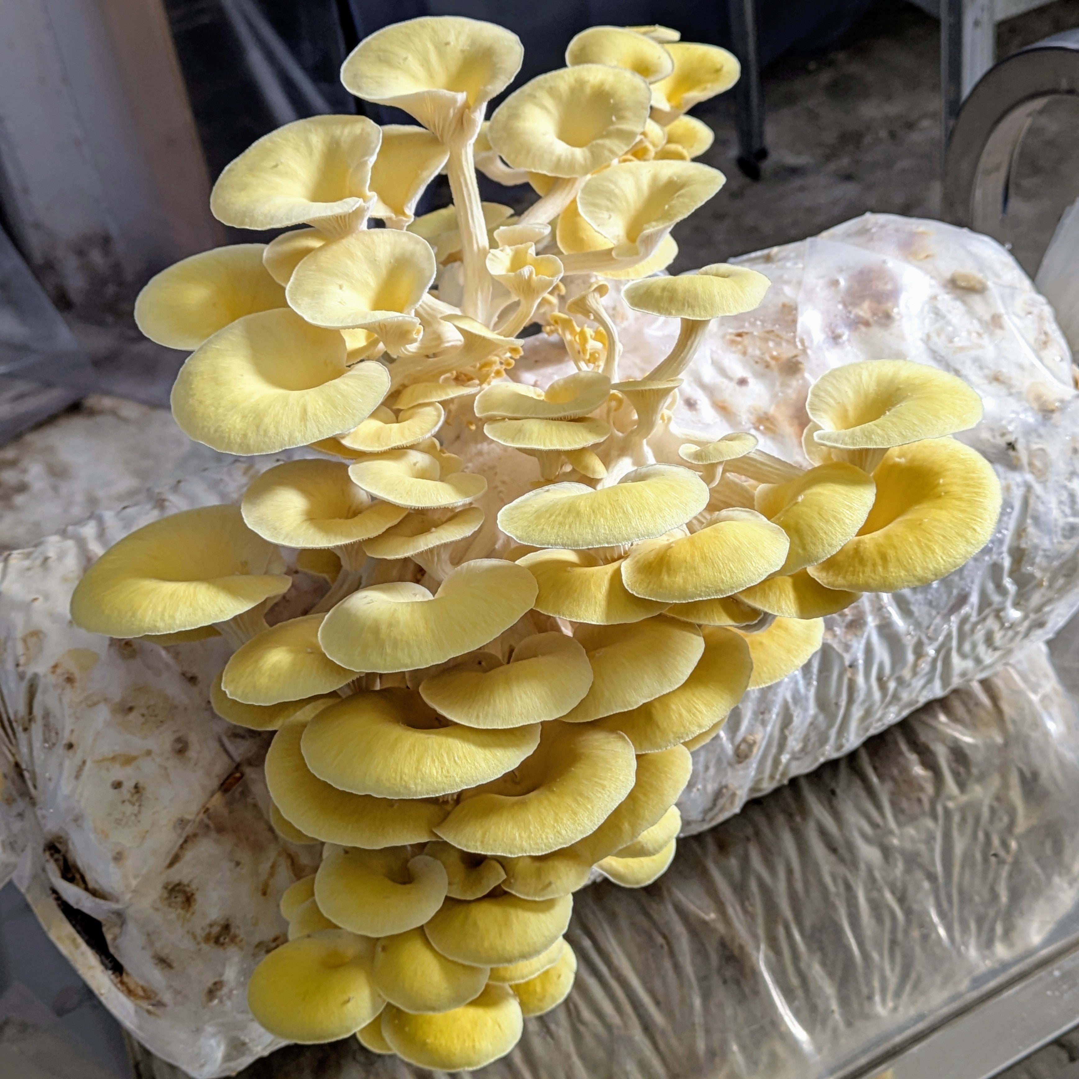 Limonenseitling - Pleurotus citrinopileatus Fertigkultur