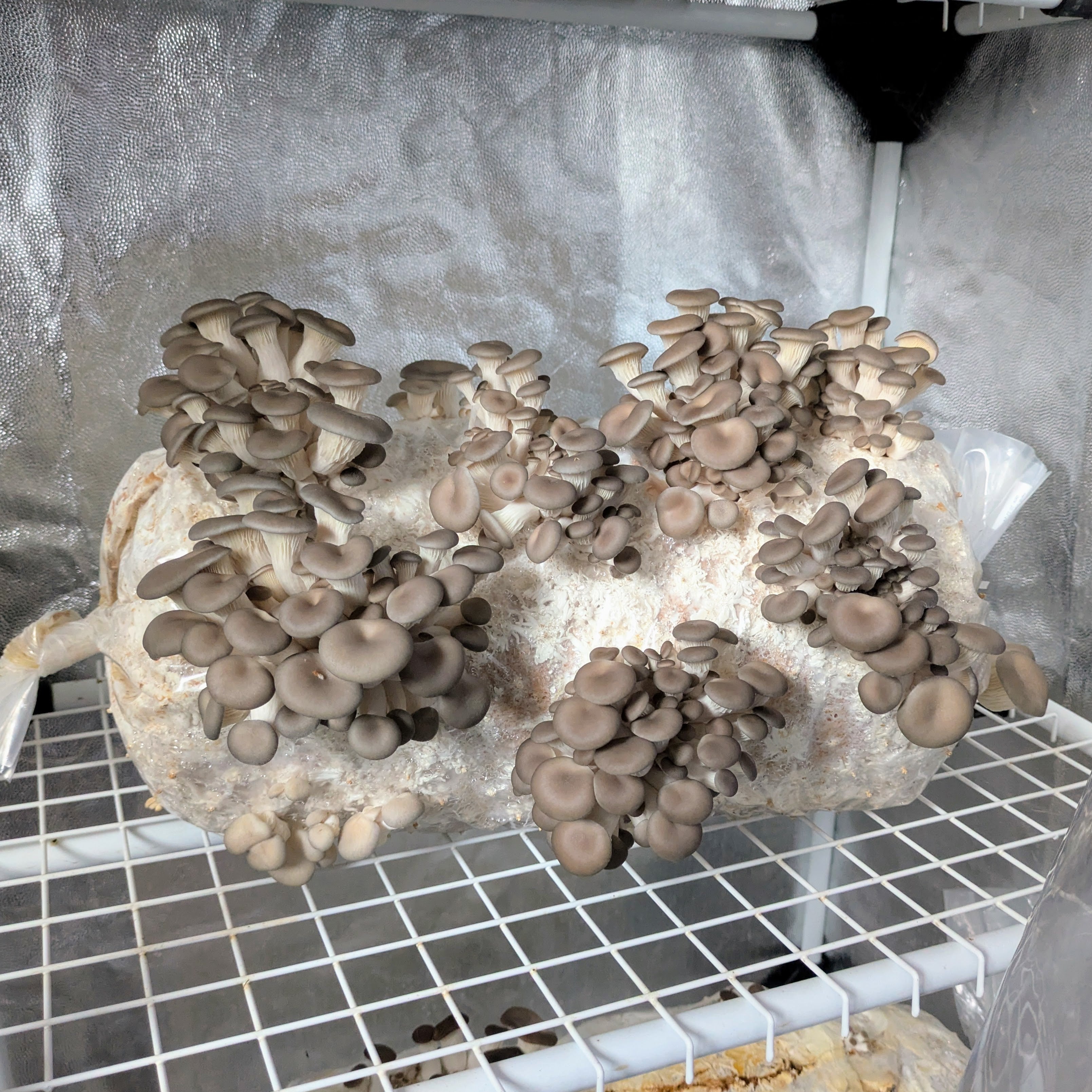 Fertigkultur Austernseitling - Pleurotus ostreatus MG1005 - 1/2 Meter Profi-Kultur