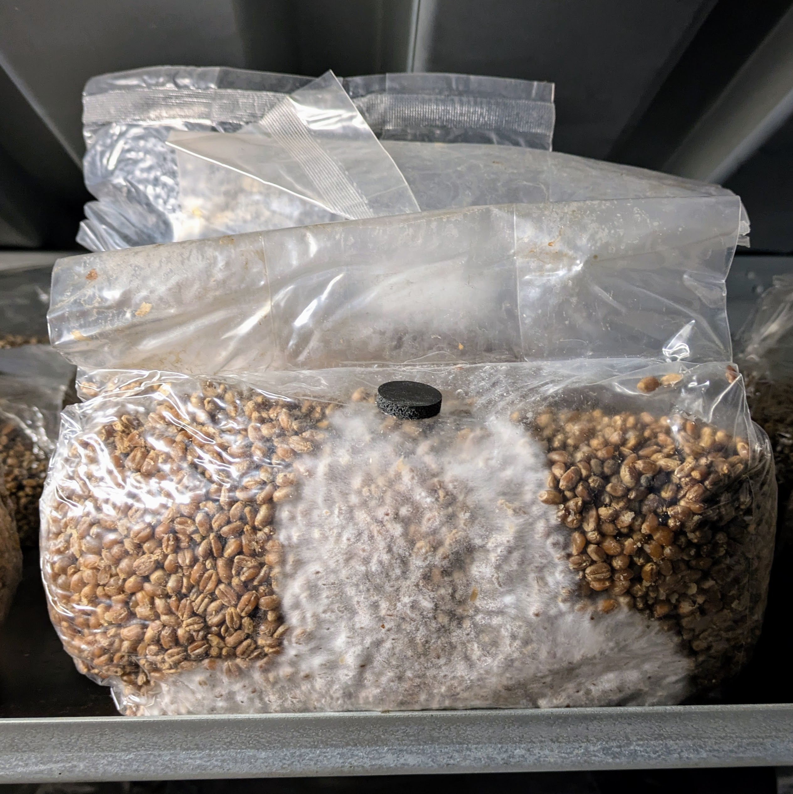 Pilzbrut-Substrat - 2 Liter im Mikrofilterbeutel