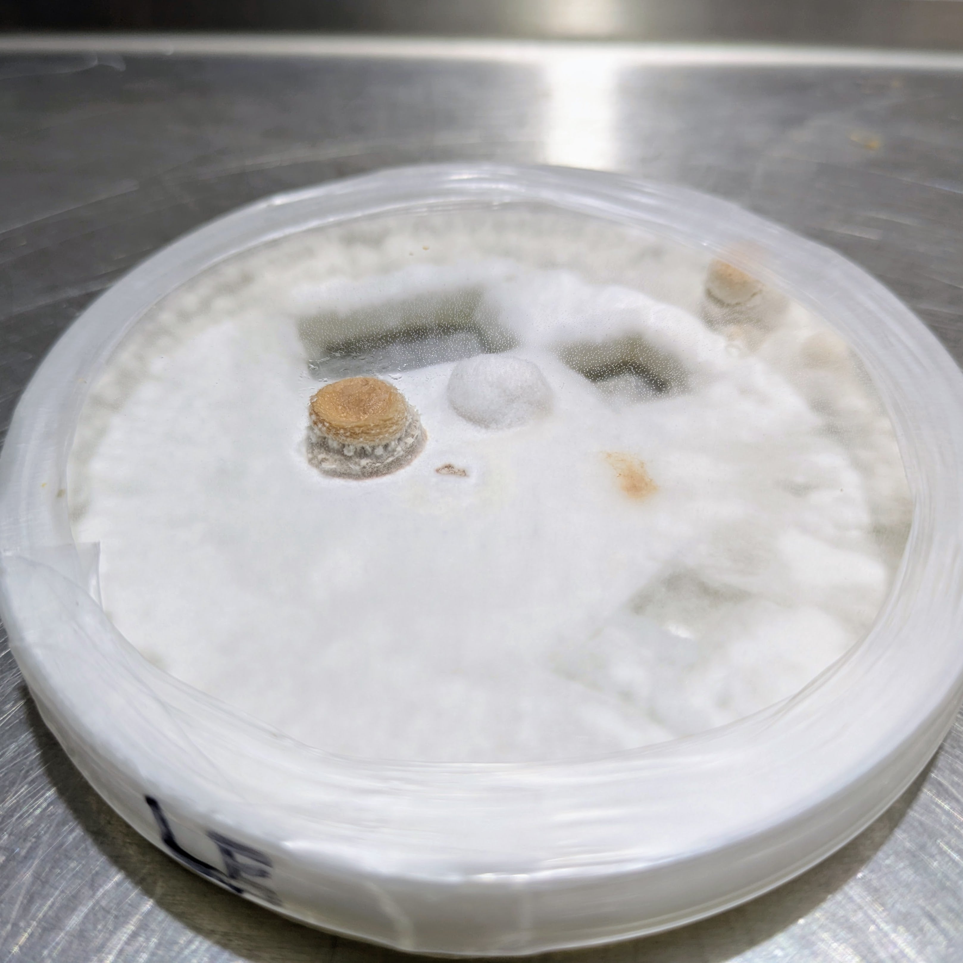 Antibiotischer Malzextrakt-Agar - Nährboden in Petrischalen - 90x14 (mm) - 5 Stück