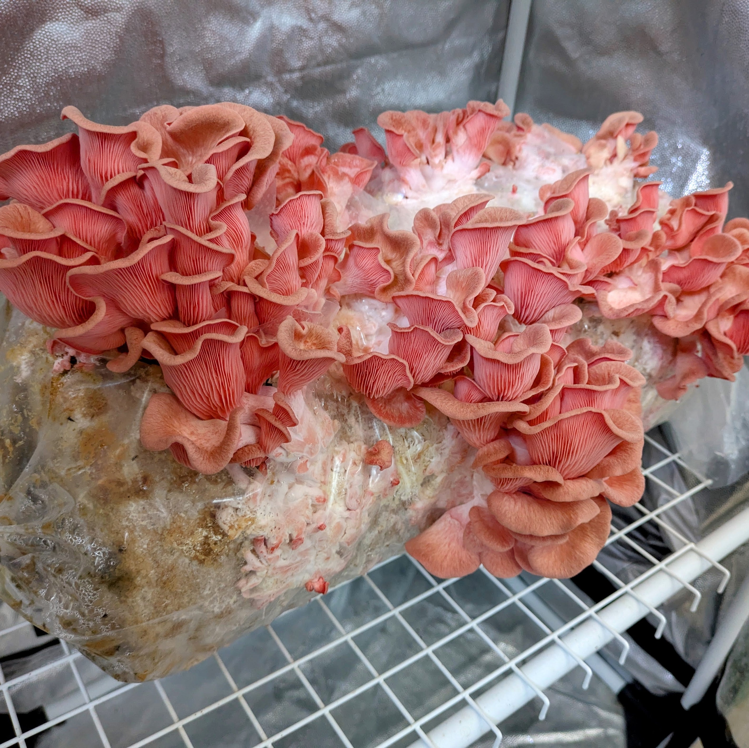 Mycelspritze Rosenseitling (Pleurotus djamor) - 10 ml