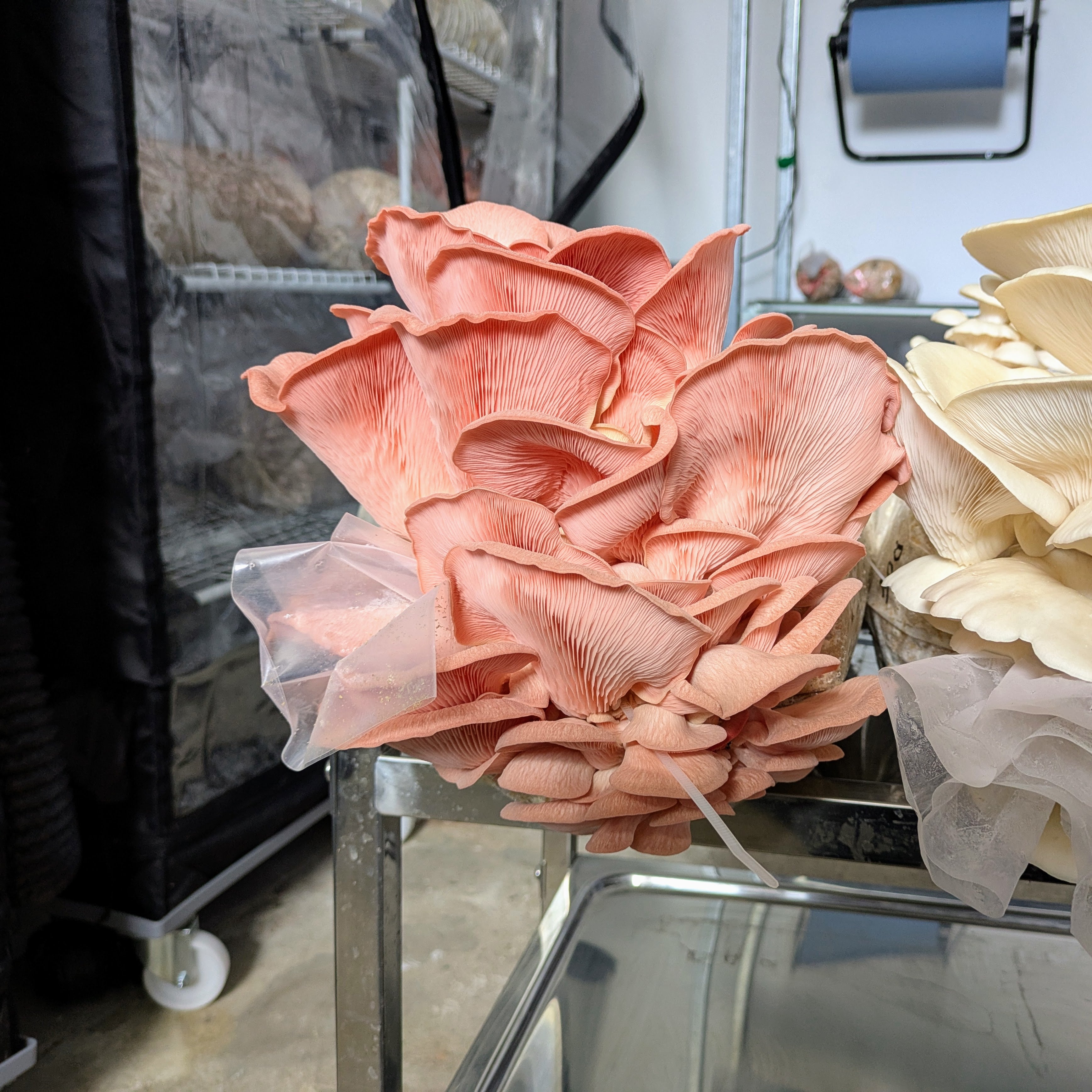 Mycelspritze 10 ml - Pleurotus djamor MG1405 | Rosenseitling