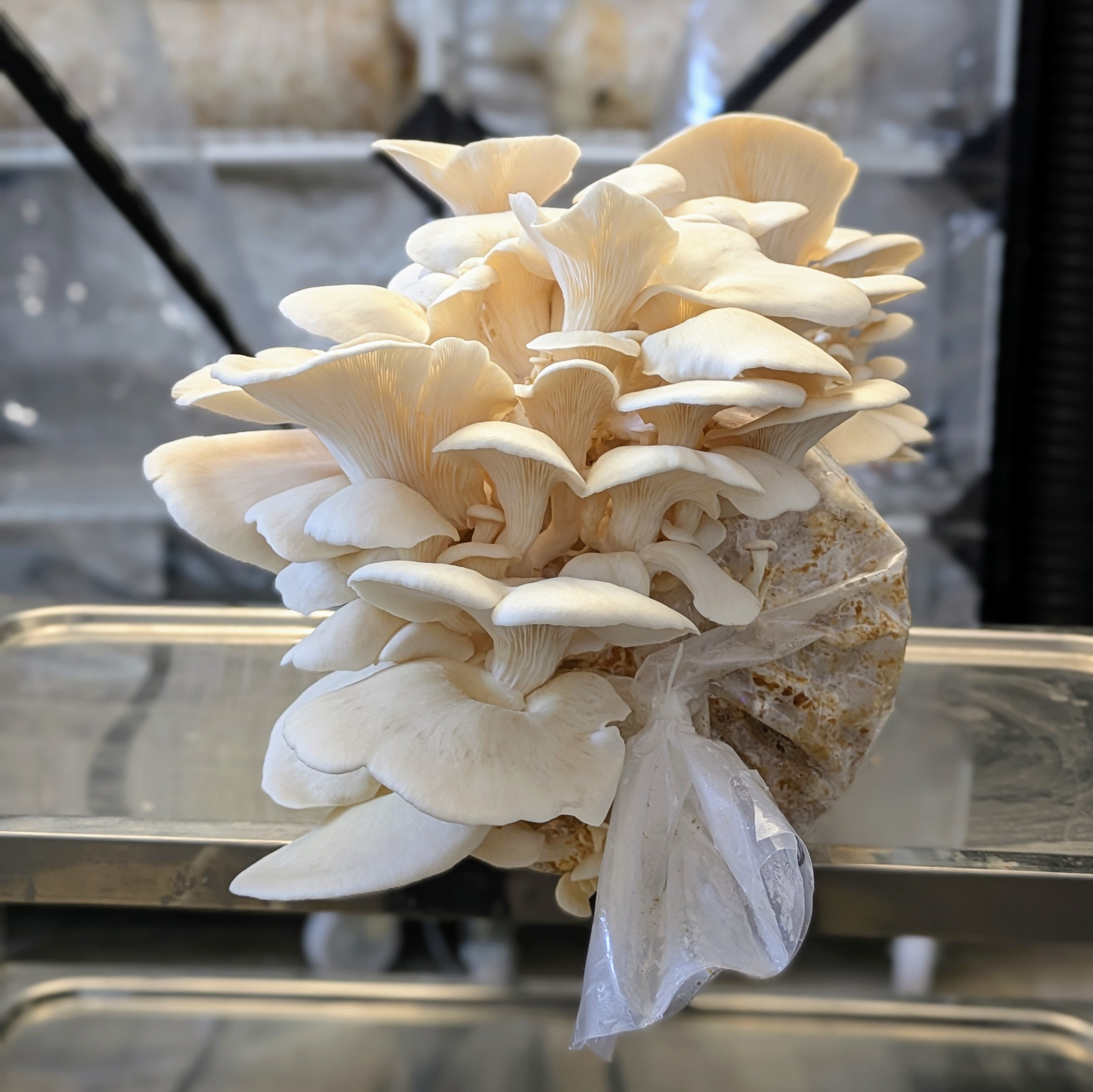 Pleurotus ostreatus var. Florida massive fruiting