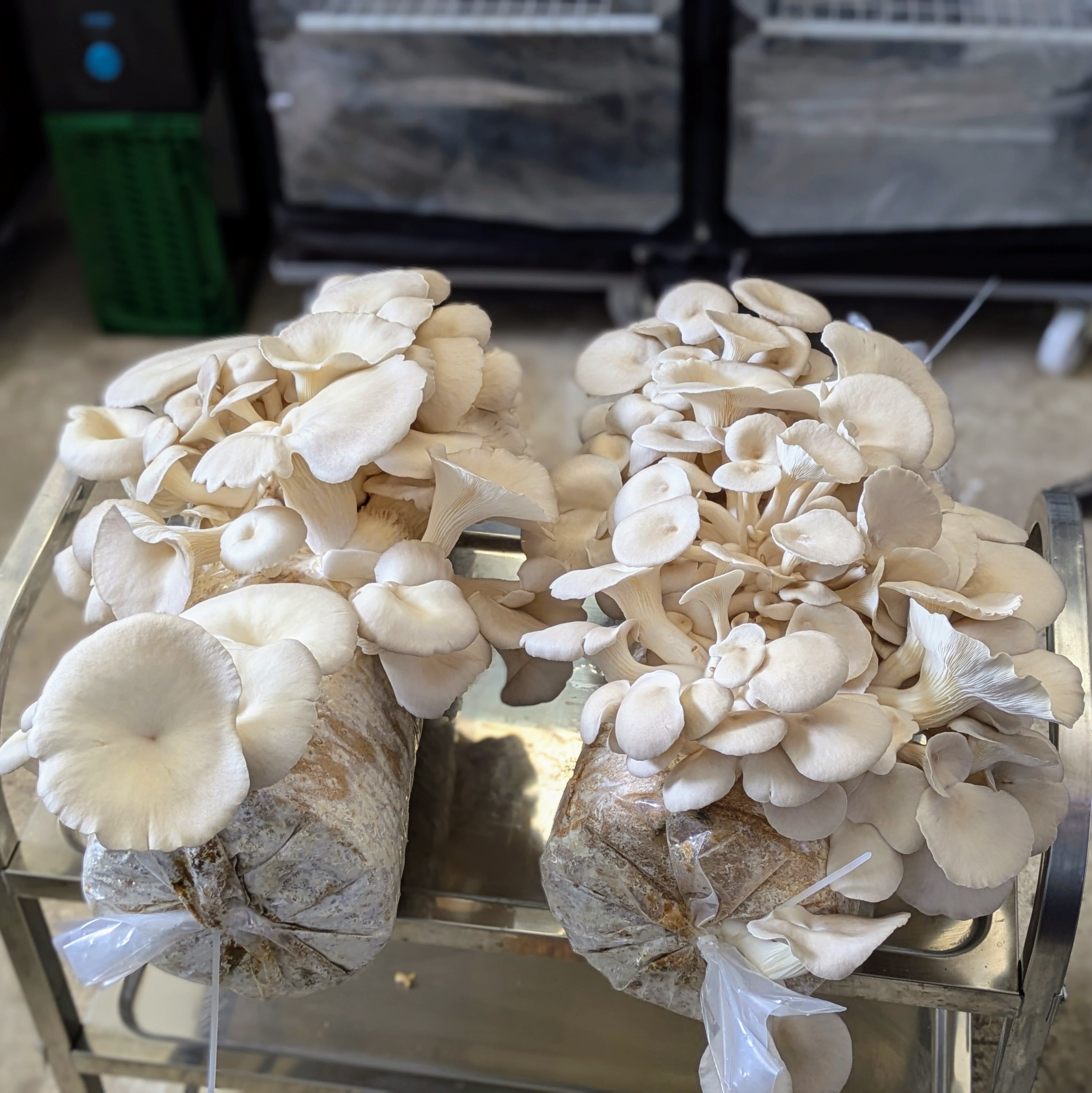 Pilzbrut Austernseitling - 2 L im Mikrofilterbeutel | Pleurotus ostreatus MG1005