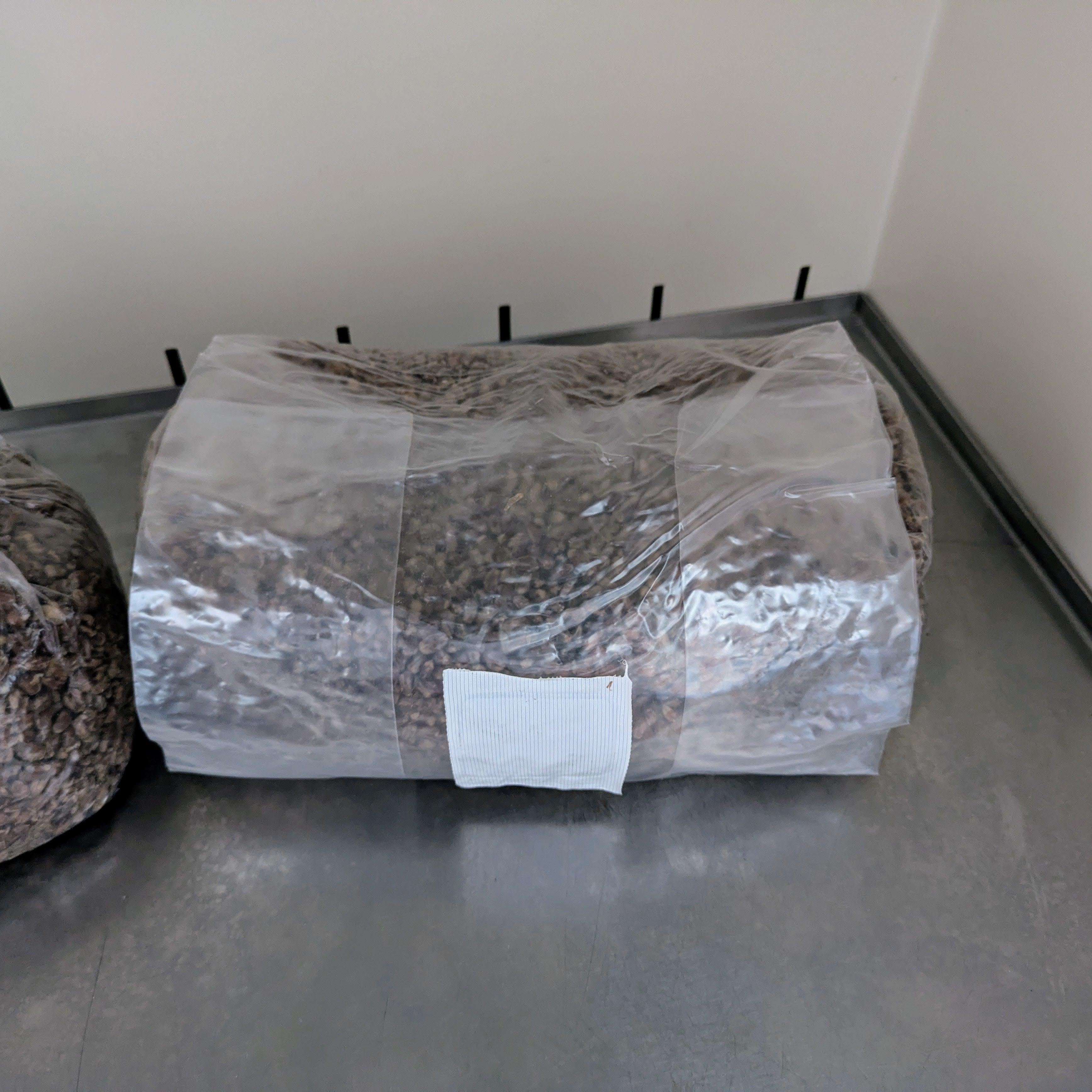 Pilzbrut-Substrat - 2 Liter im Mikrofilterbeutel