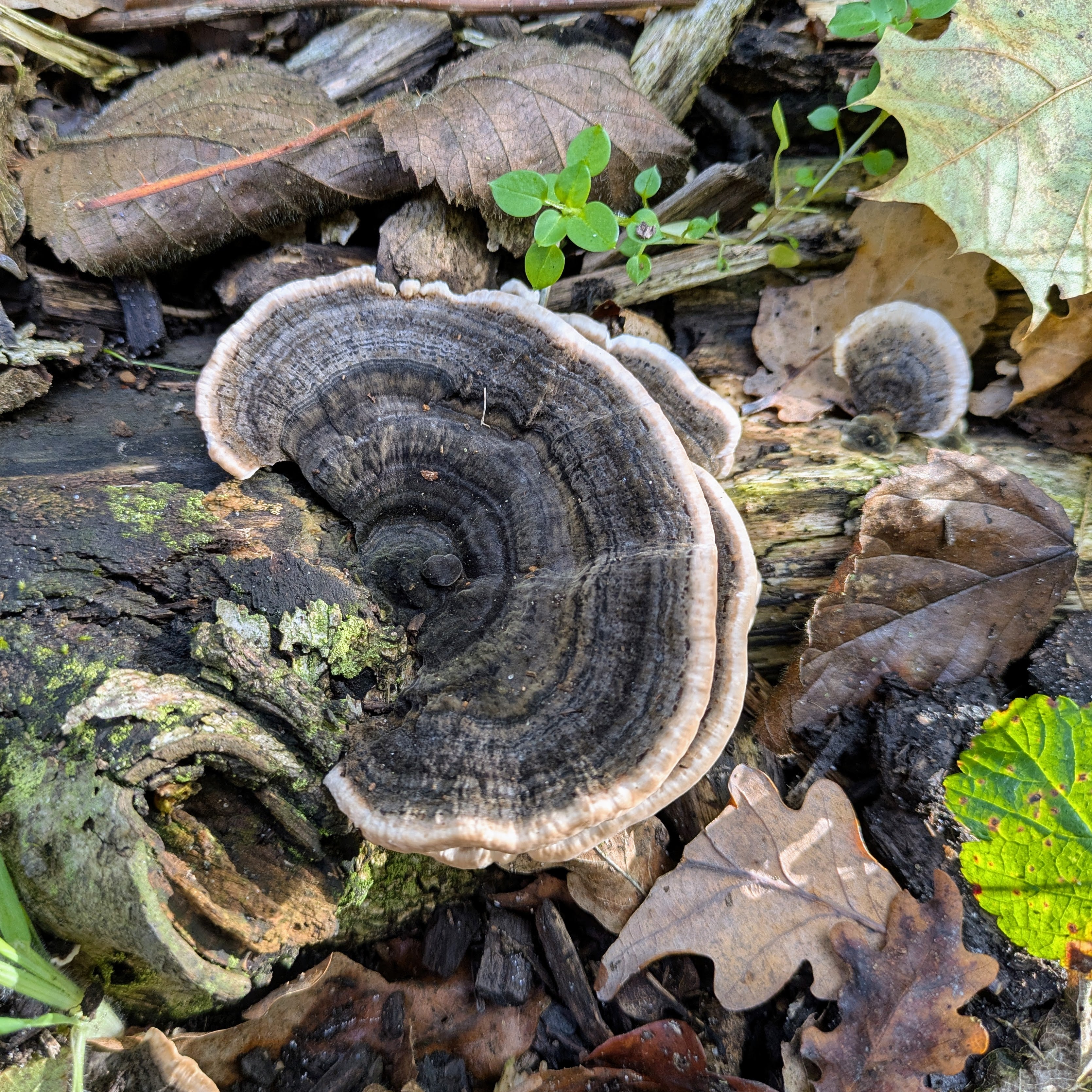 Schmetterlingstramete Impfdübel (Trametes versicolor)